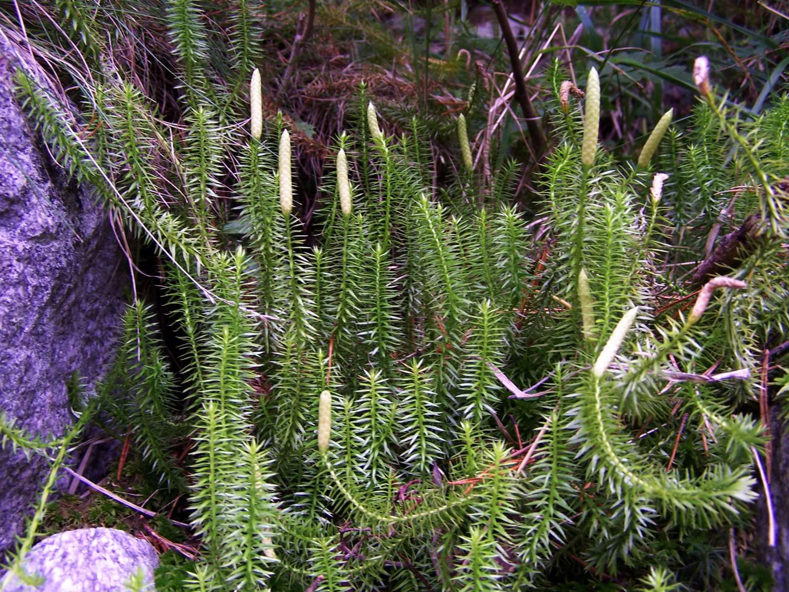 A close up view of several interrupted clubmoss plants with upright, pale cylindrical strobilus cones rising from the dense green needle-like foliage.