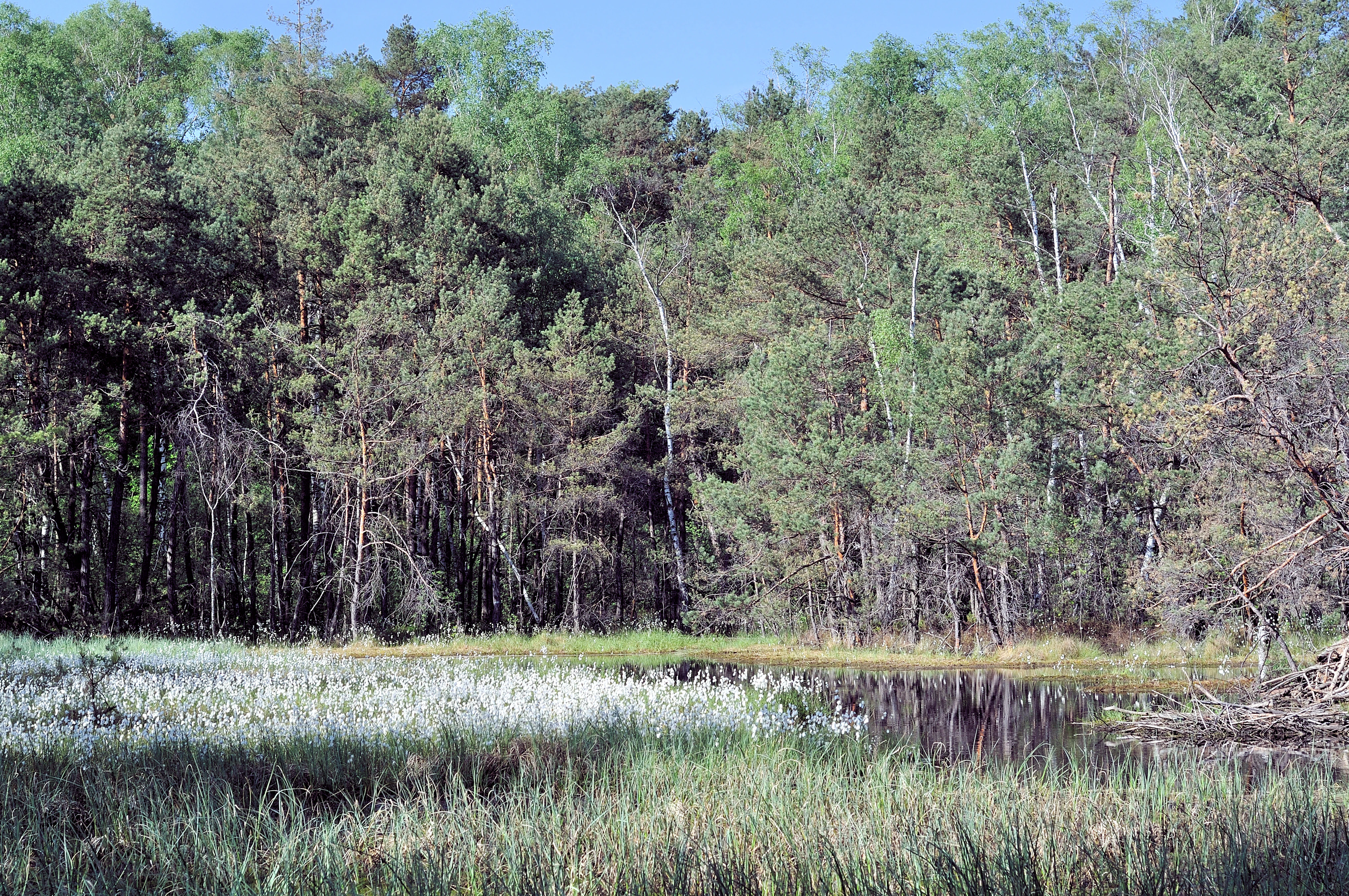 A peaceful landscape view of a nature reserve, showing a wetland area with grasses in the foreground, calm dark water, and a dense mixed forest of pine and birch trees in the background under a clear sky.