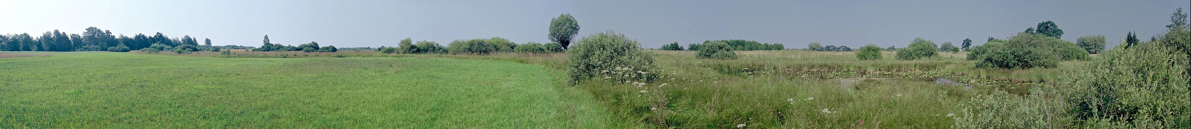 A wide panoramic view of a green, flat peat bog landscape with scattered shrubs and a few distant trees under a clear sky.