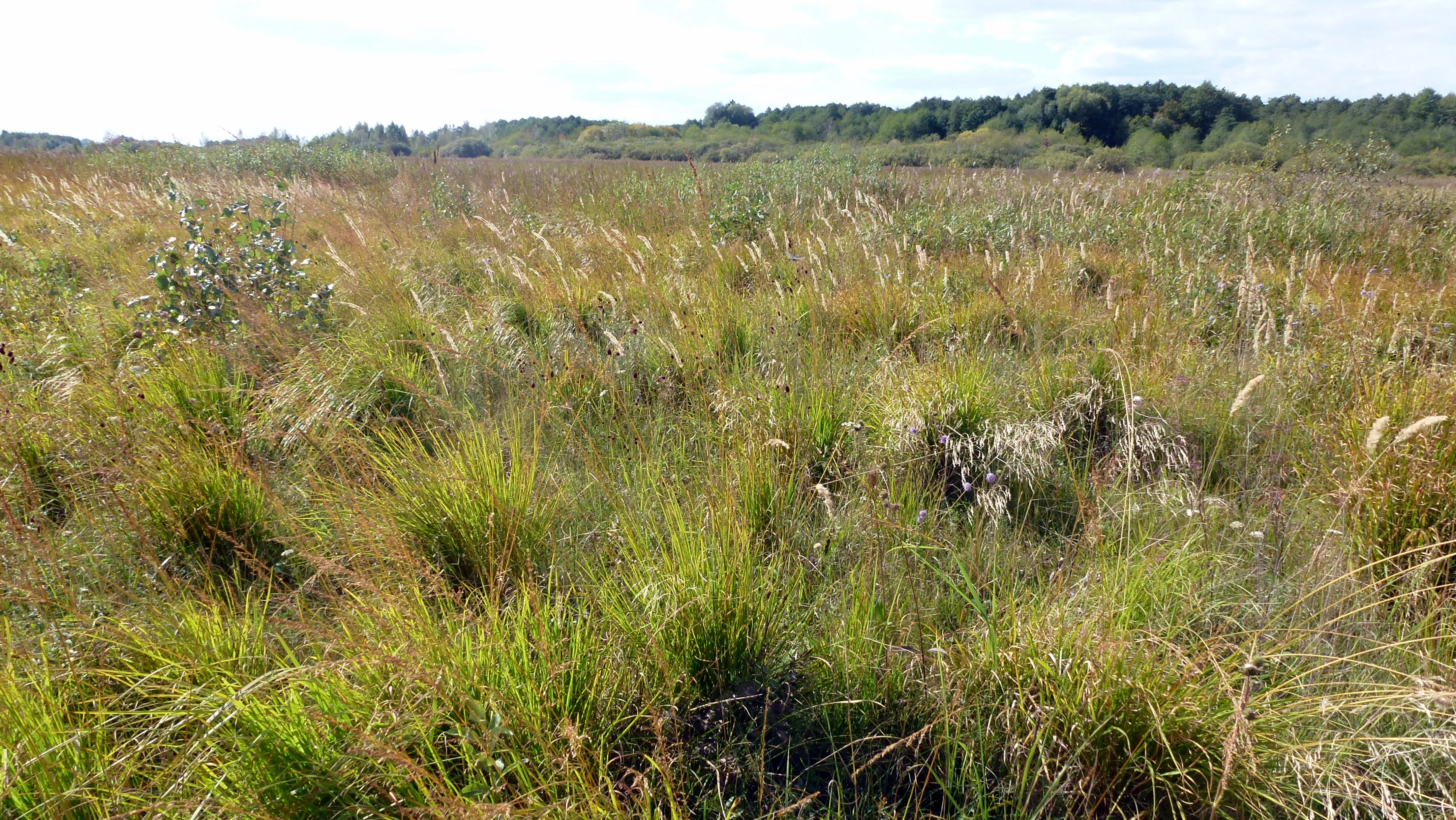 An eye-level wide shot of an open, grassy peatland landscape with a distant treeline under a bright sky.