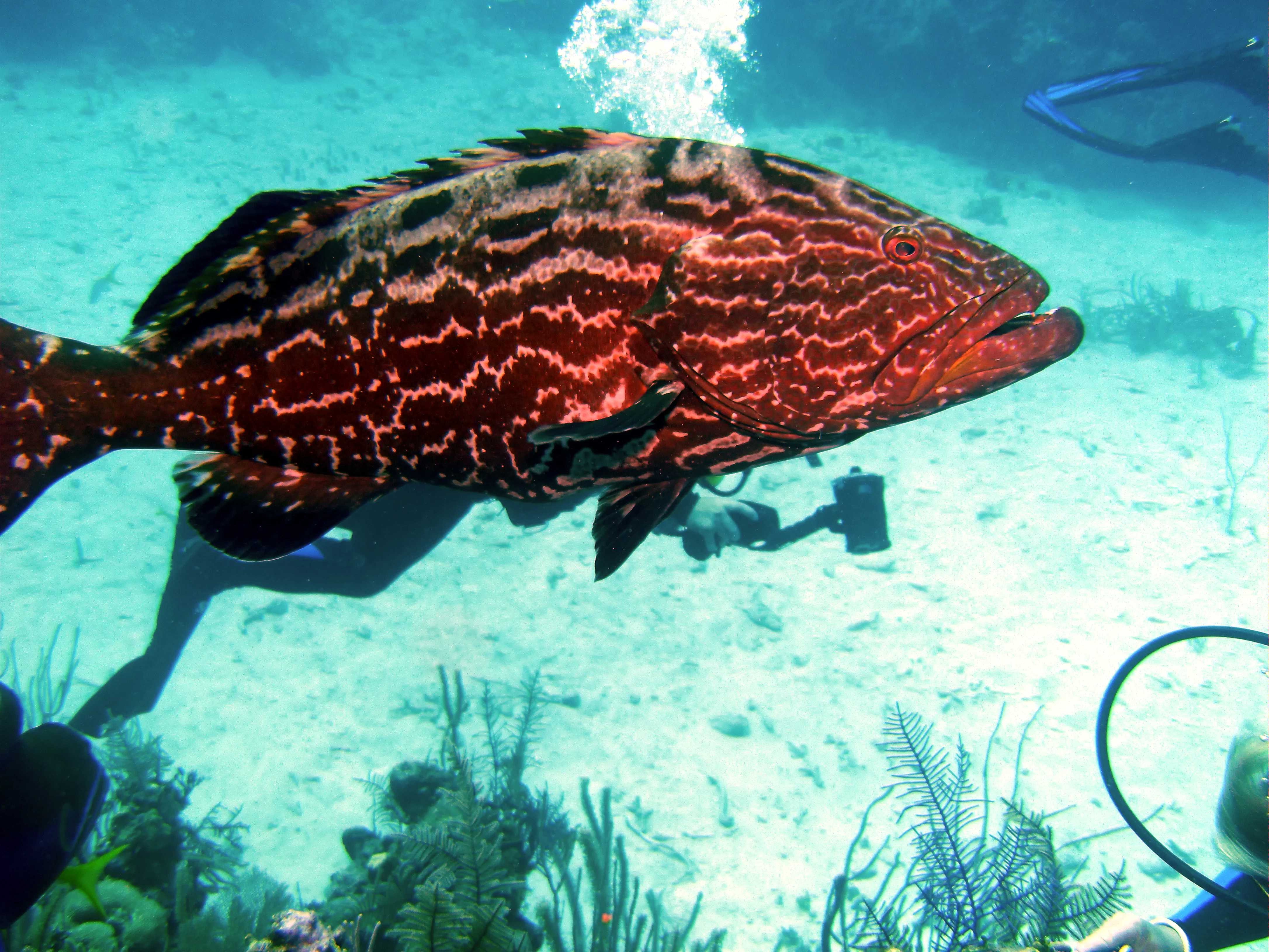A large Goliath Grouper with red and black patterns swimming underwater near a diver and coral reef