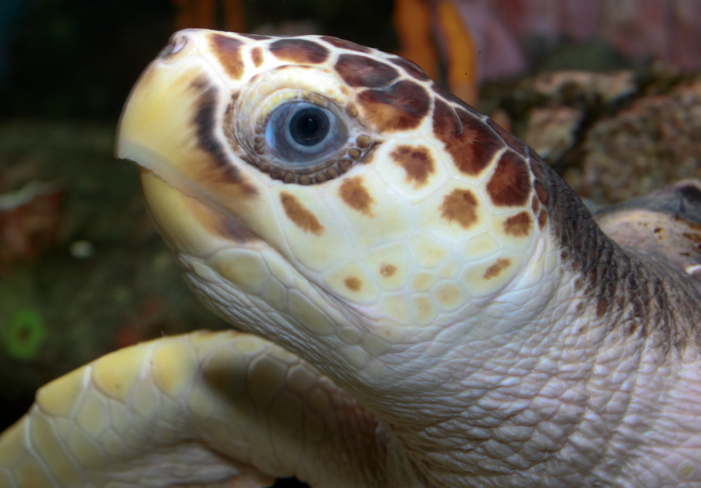 Close-up view of a loggerhead sea turtle's head showing its distinctive patterned shell and eye