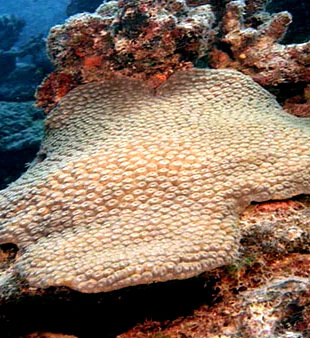 Close-up view of a coral colony with textured surface among other corals in a marine environment