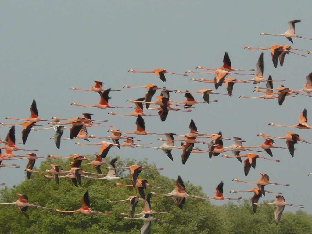 A flock of American Flamingos flying in the sky above a line of green trees