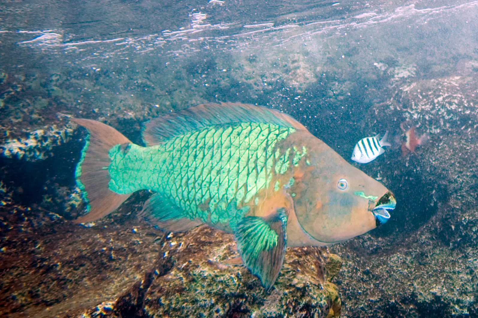 Underwater scene showing a large green and brown rainbow parrotfish with a smaller striped sergeant major fish swimming near rocky coral reef