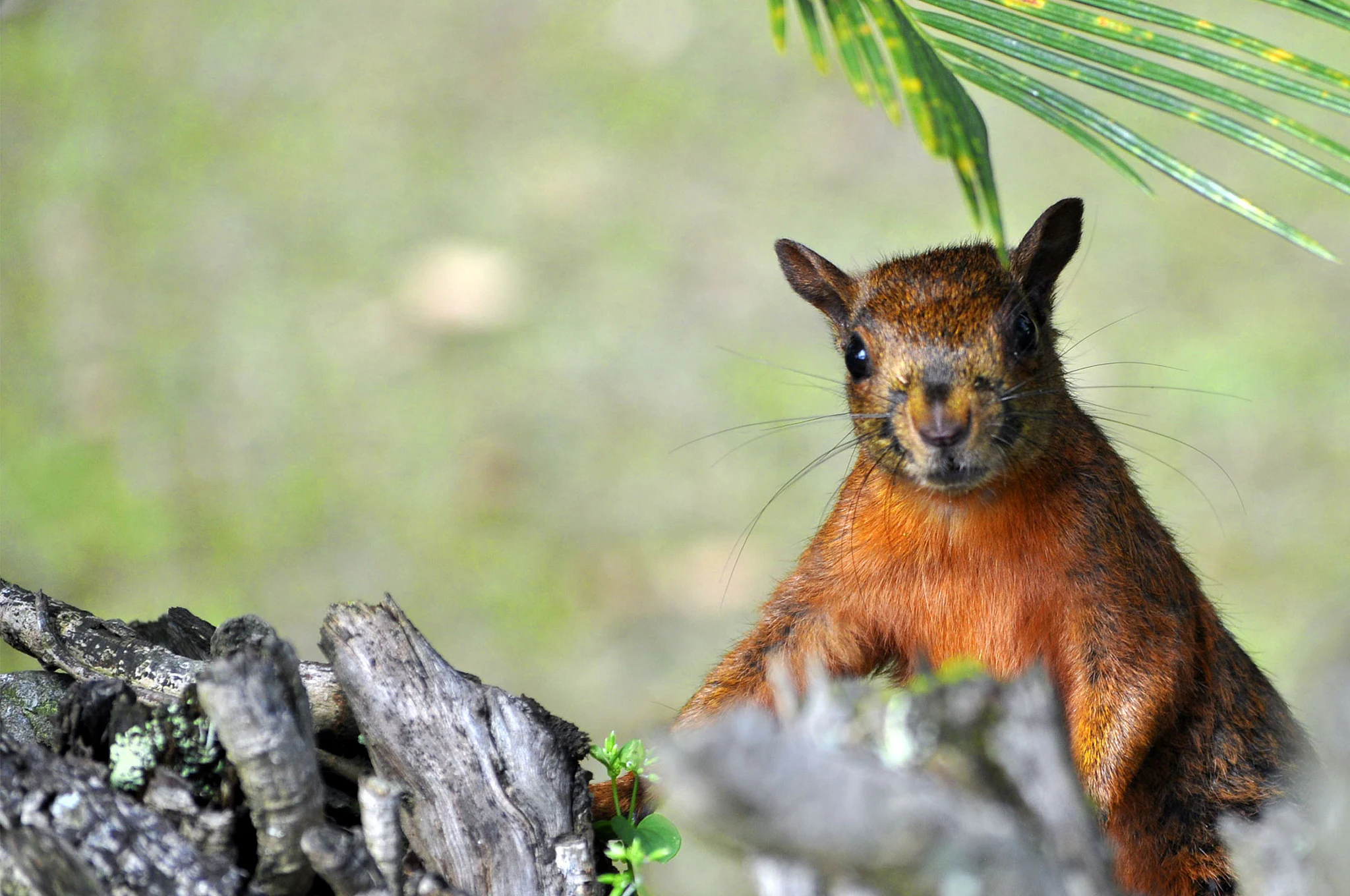 Red-tailed squirrel perched on a log with green foliage