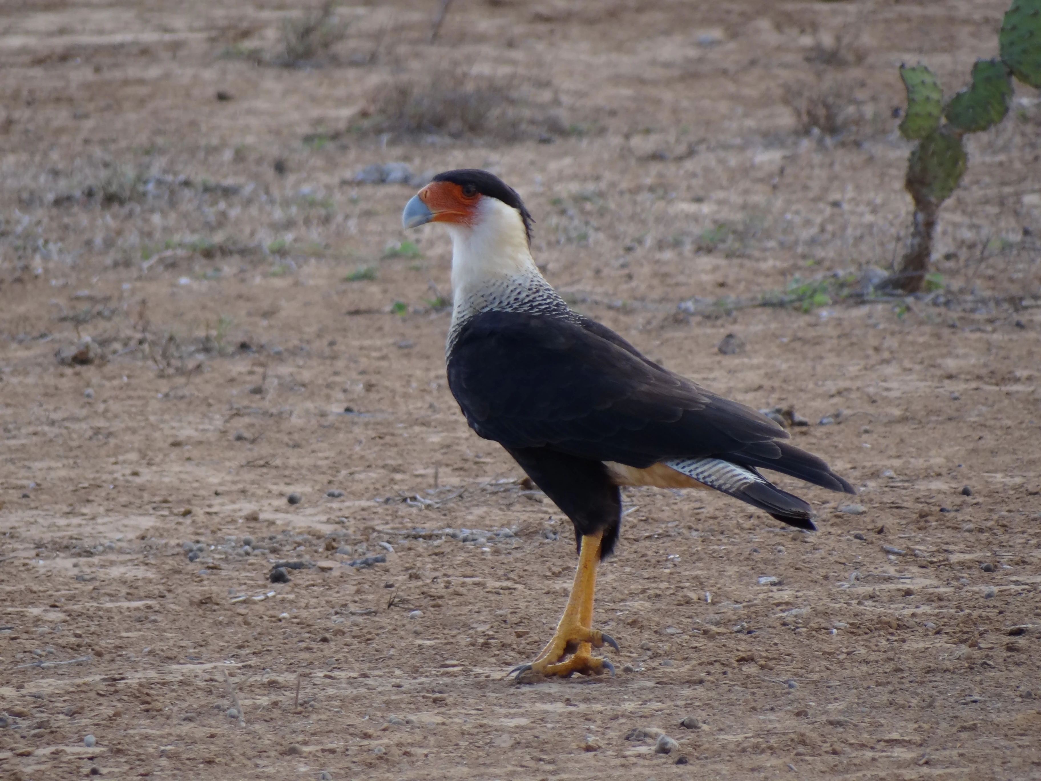 A Caracara bird with black, white, and brown plumage, orange beak, and yellow legs standing on dry, sandy ground with sparse vegetation and a cactus in the background