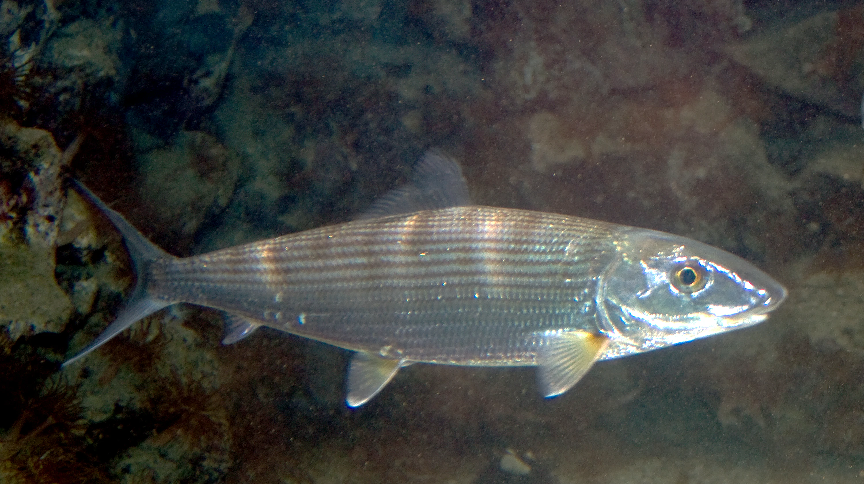 A bonefish (Albula vulpes) with silver scales and a streamlined body swimming in shallow water with rocky background