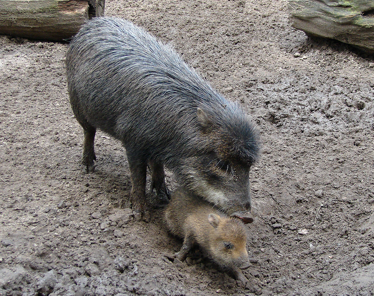 An adult White-lipped Peccary standing over a juvenile peccary on muddy terrain