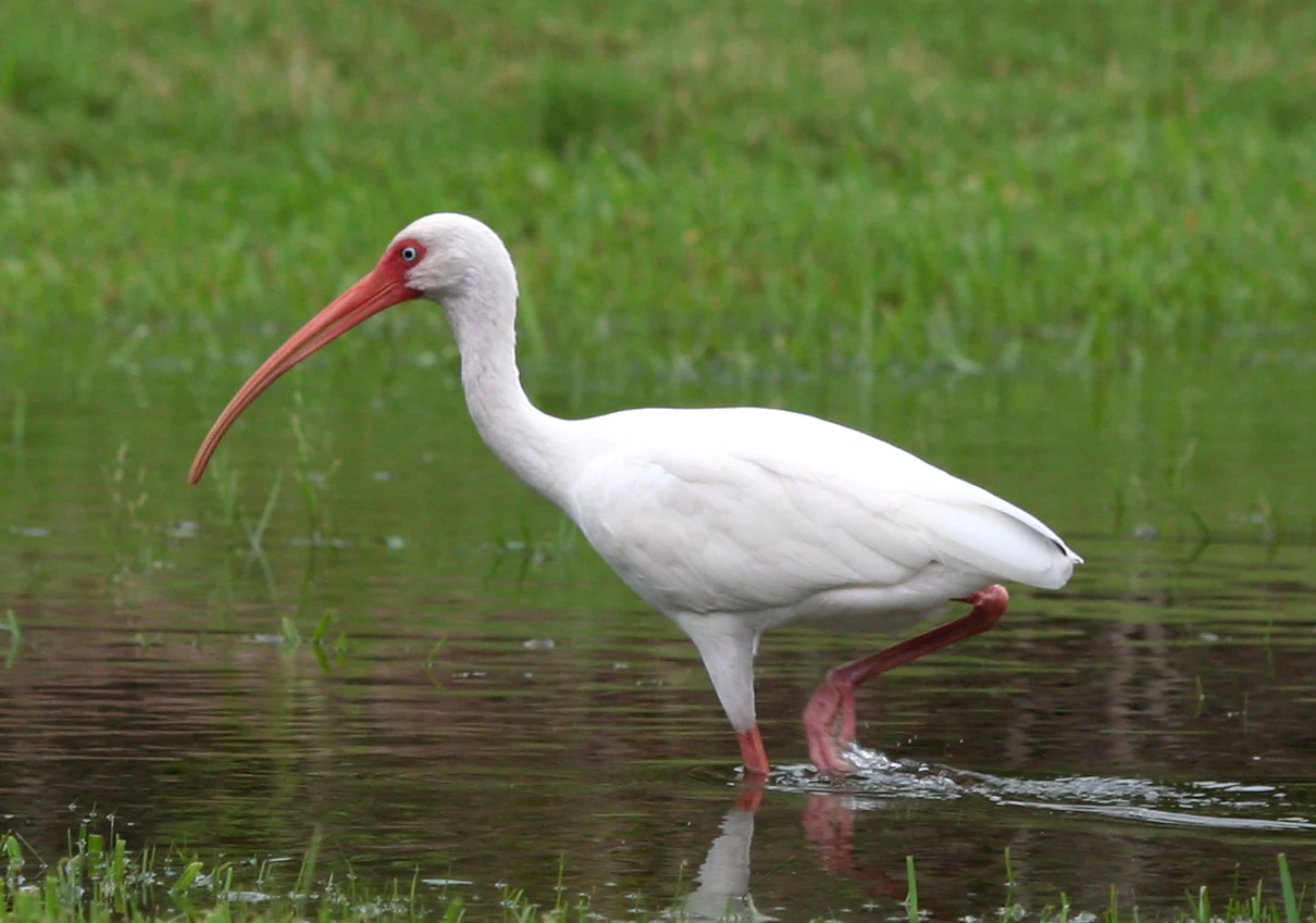 White ibis with long red beak wading in shallow water with green grass background