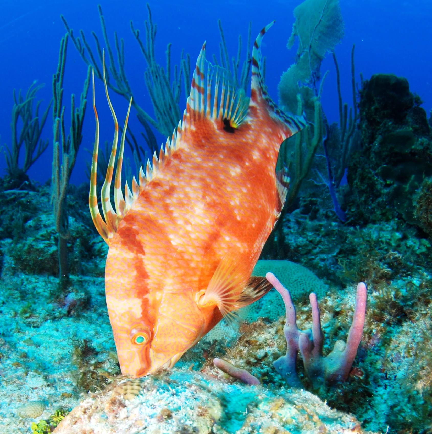 A hogfish with orange and white patterns swimming near coral in blue water