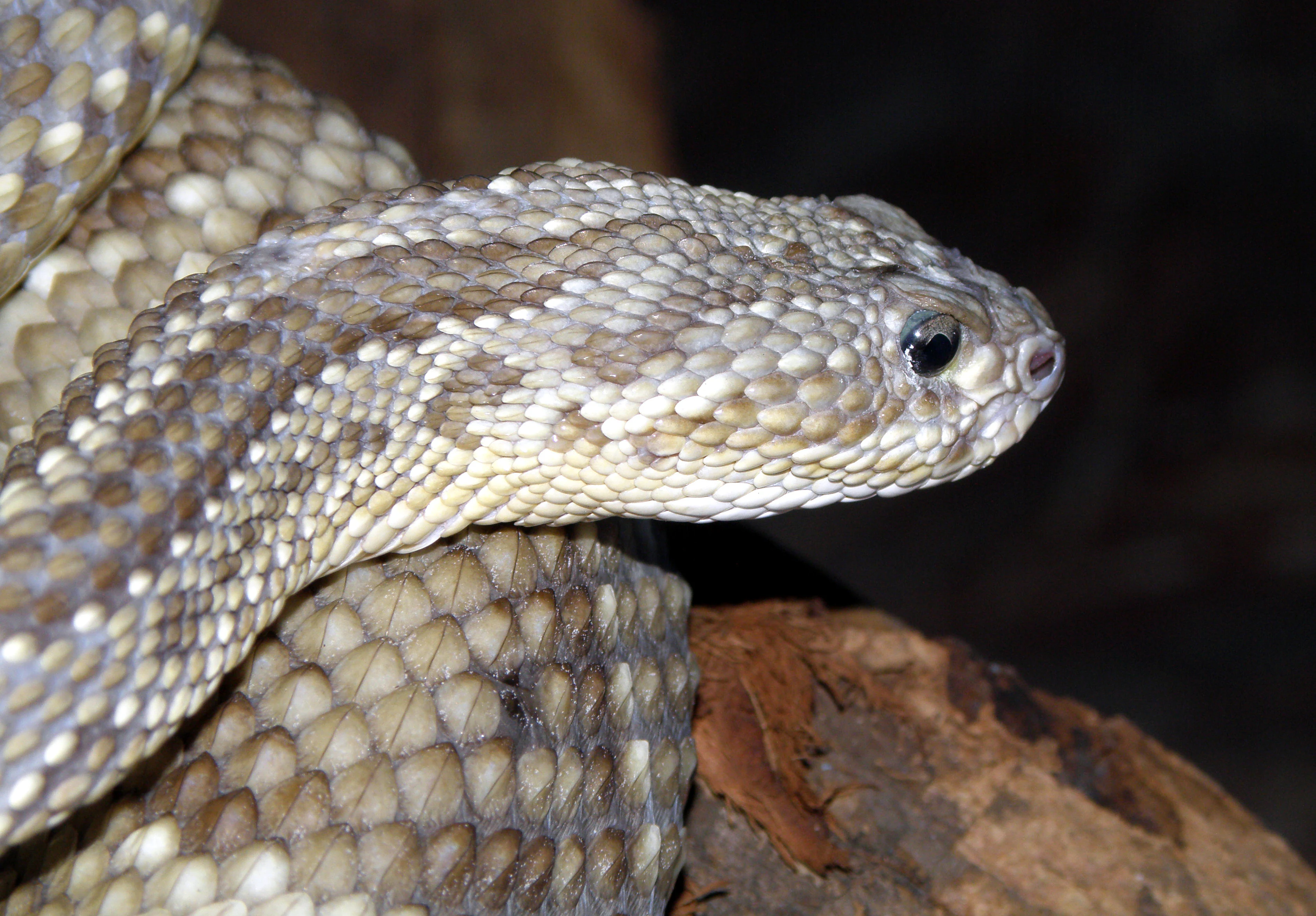 Close-up of a rattlesnake with patterned scales resting on a log