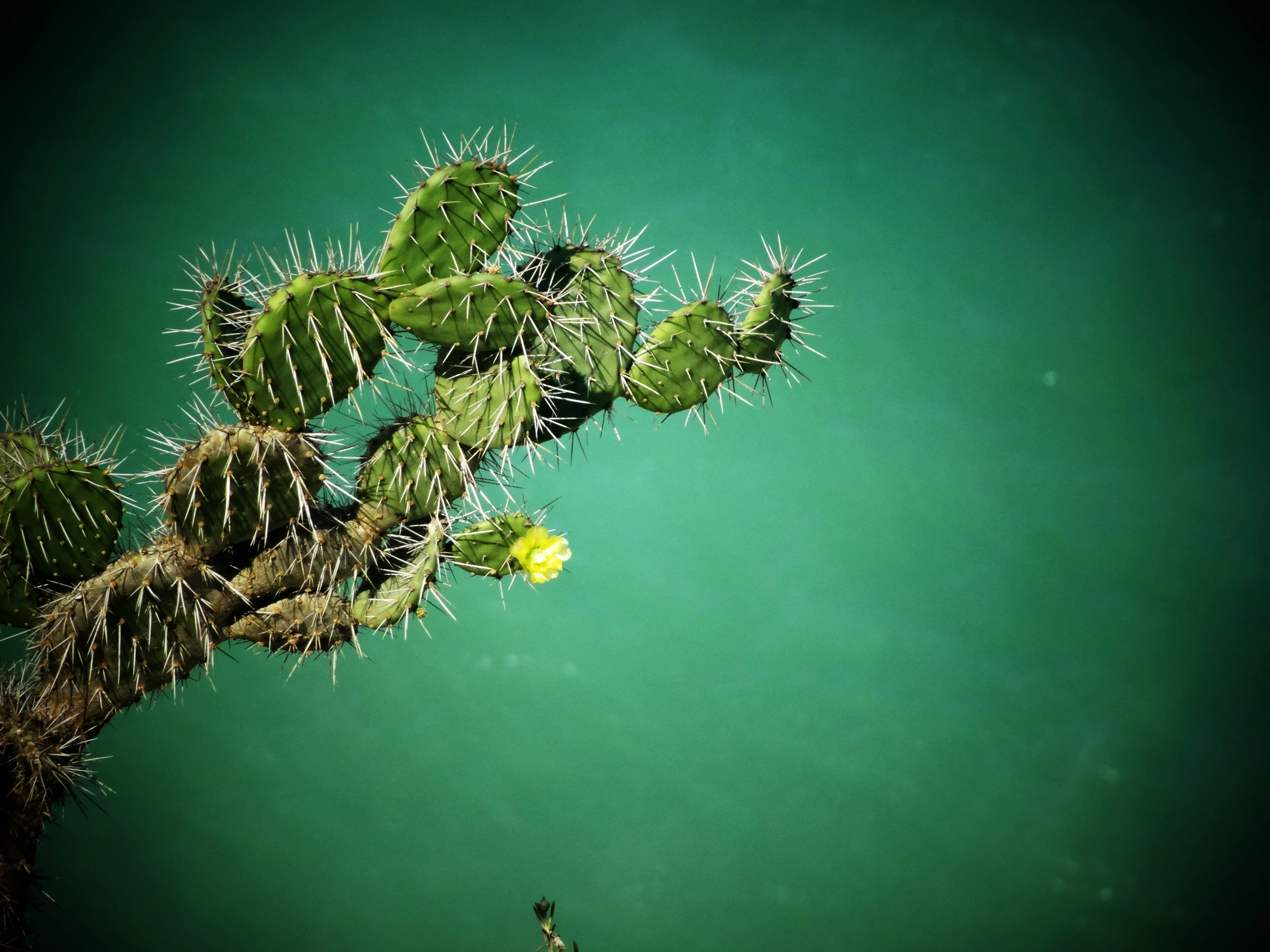 Close-up of an Opuntia wentiana cactus with spines and a yellow flower against a green background