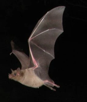 Southern long-nosed bat (Leptonycteris curasoae) in flight with wings fully extended against a dark background