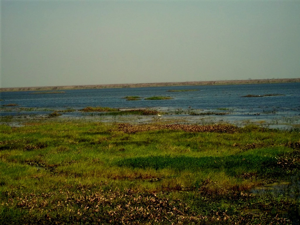 A wide view of a large, flat lake with marshy, grassy vegetation in the foreground and a distant shoreline under a clear sky.