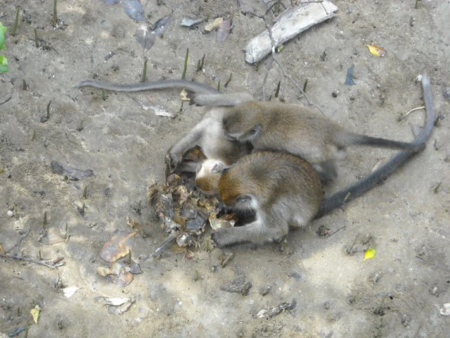Two long-tailed macaques eating a horseshoe crab on sandy ground with scattered debris and leaves