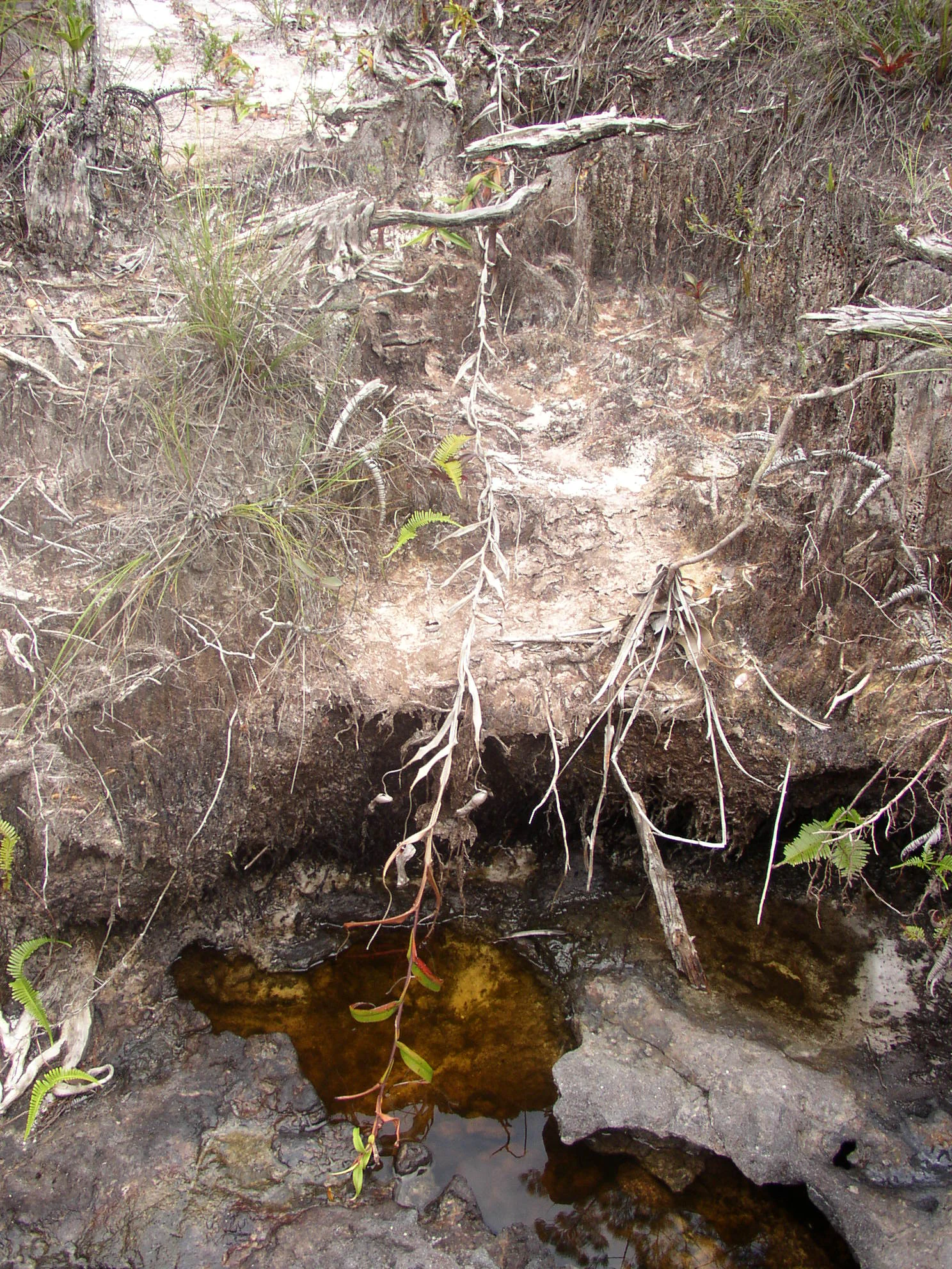 Nepenthes gracilis plant with thin stems and leaves growing near a small muddy water pool with exposed roots and vegetation