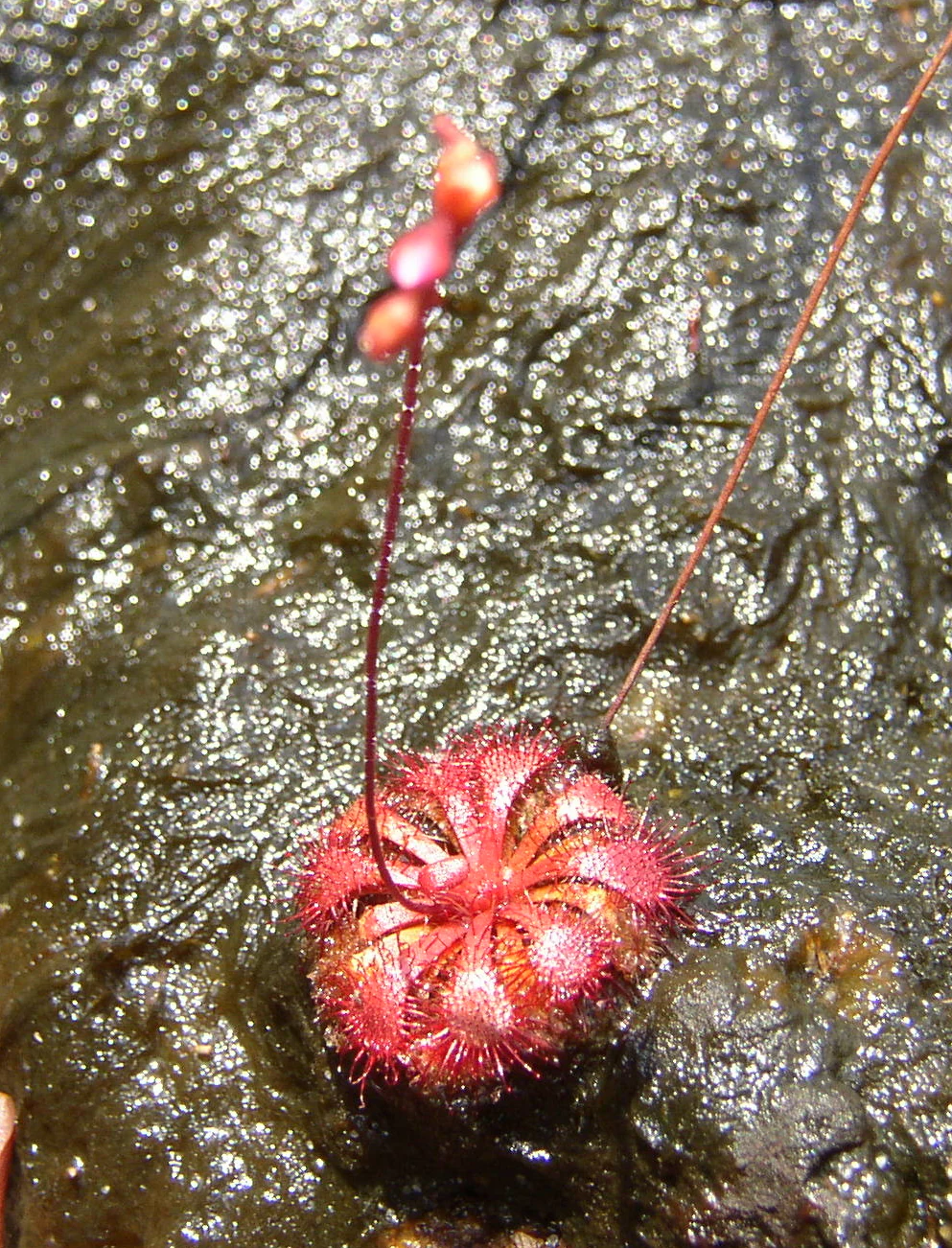 Close-up of red spiky carnivorous plant with flower bud on wet dark surface