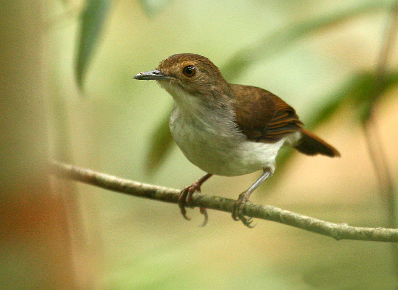 White-chested Babbler bird perched on a thin branch with blurred green foliage background