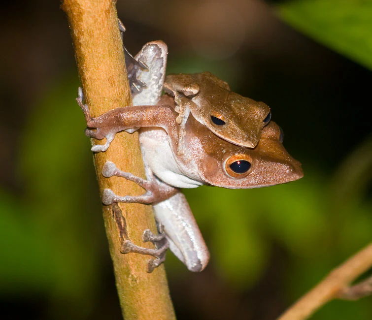 Two brown frogs with large eyes clinging to a slender branch in a forested environment