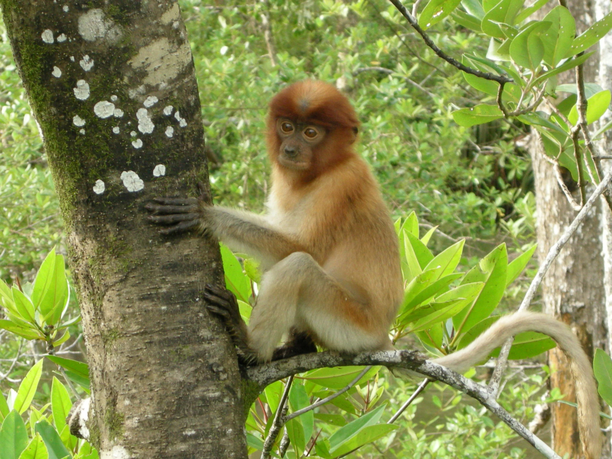 A juvenile proboscis monkey with reddish-brown fur sitting on a tree branch with green leaves and moss-covered bark