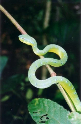 Green snake with blue spots coiled on a thin branch, with a large green leaf and blurred foliage background