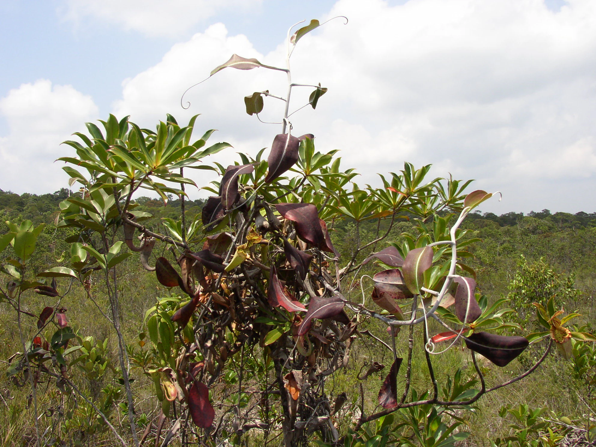 Close-up view of pitcher plants with distinctive purple pitcher-shaped leaves growing among green shrubs with hills in background