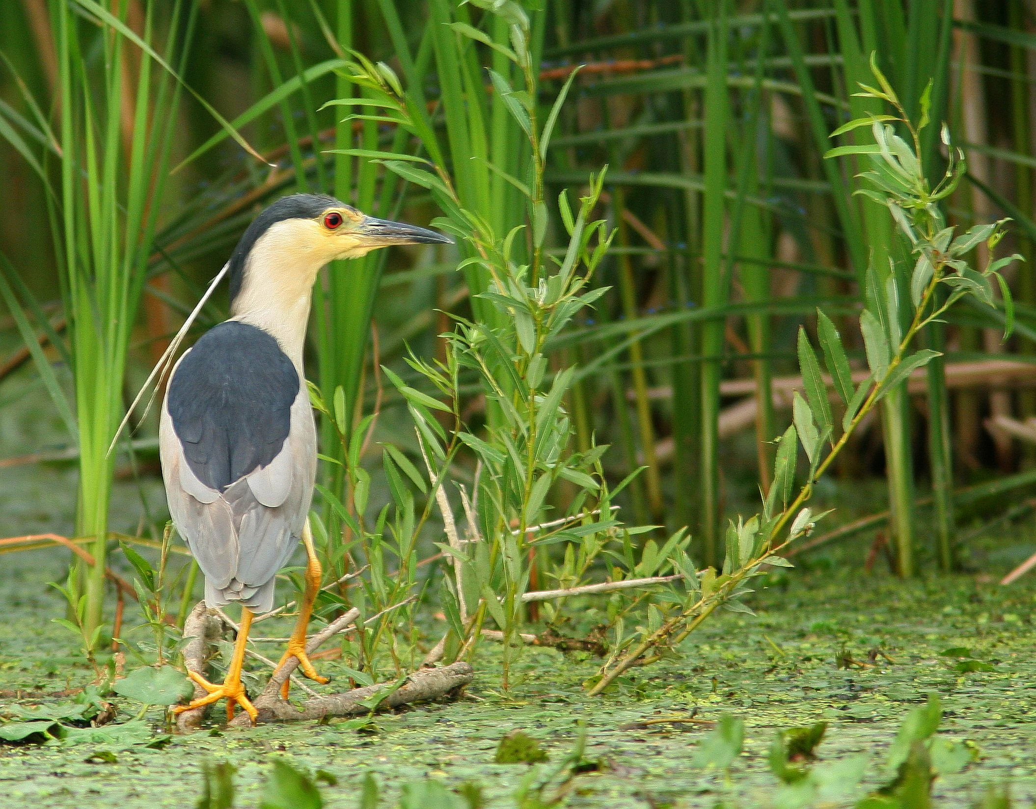 Black-crowned night heron standing on a branch in a wetland with aquatic plants and reeds