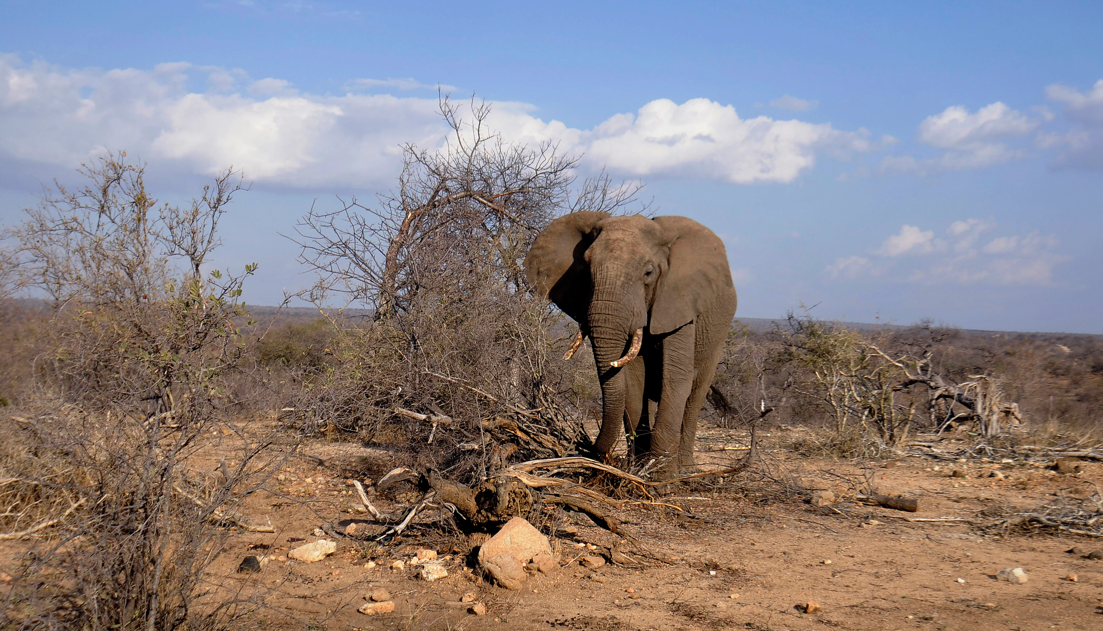A large African elephant standing in dry, sparse savannah brush under a blue, partly cloudy sky.