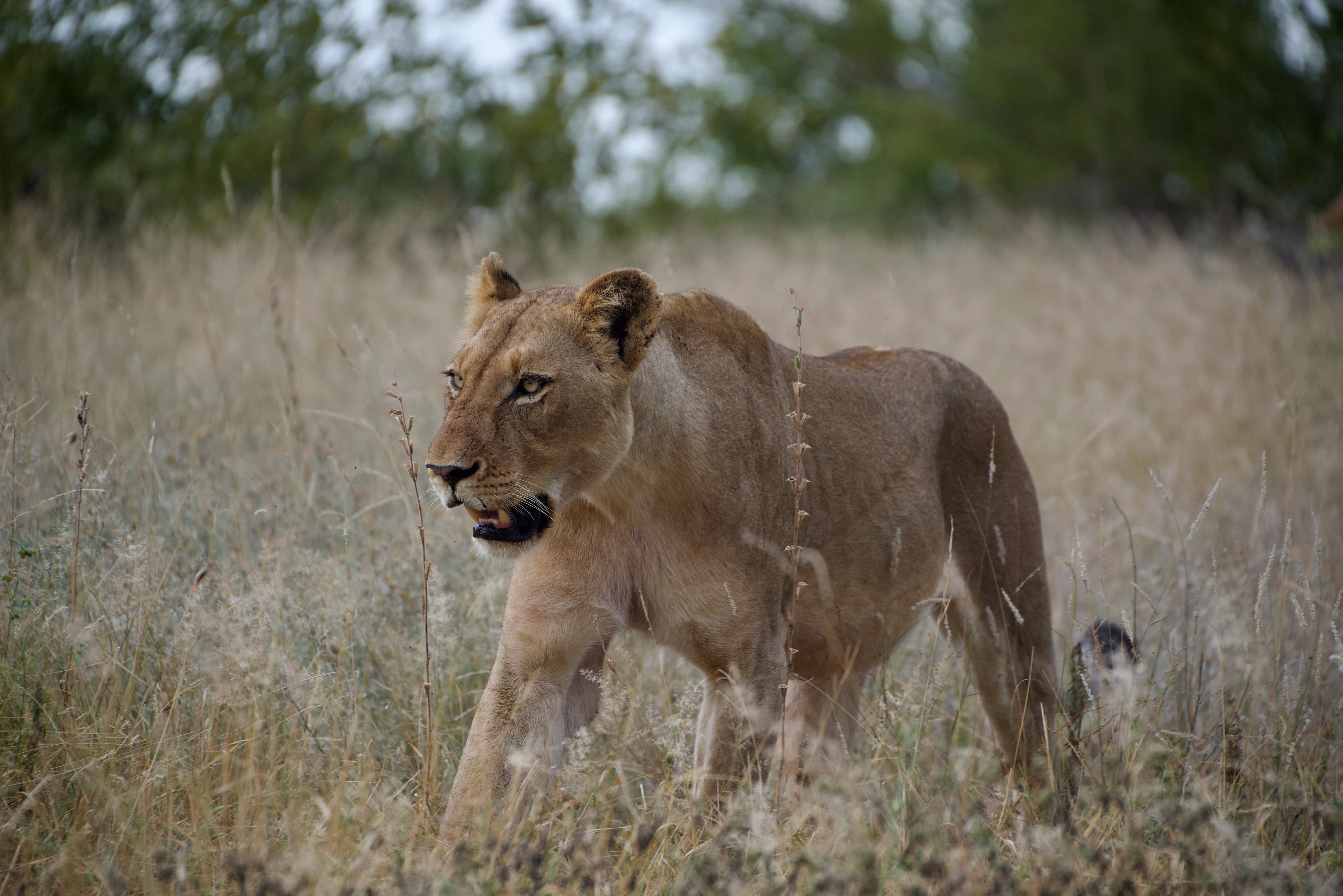 A side profile of a female lion walking through dry savannah grasses.