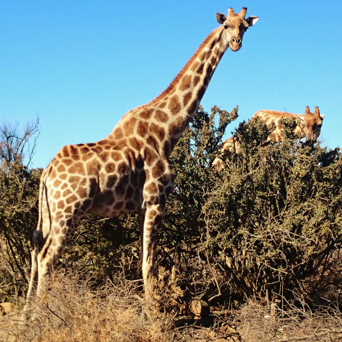 Two giraffes grazing amongst dry shrubs in a sunny, open savannah landscape with a clear blue sky.