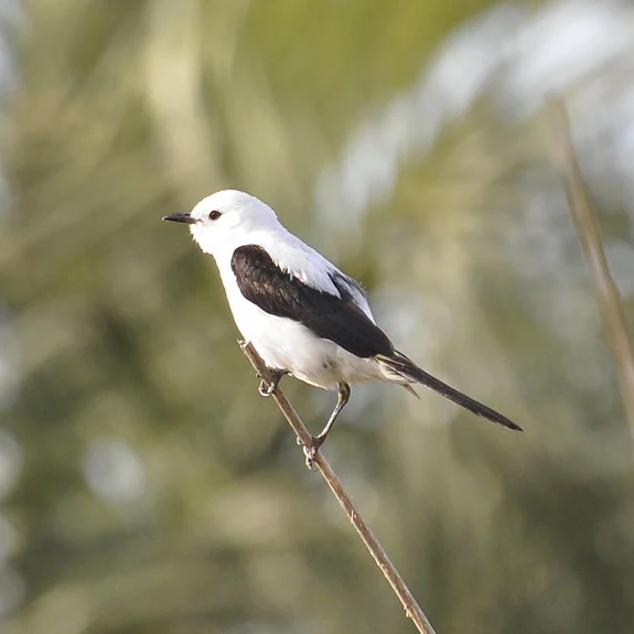 A Black-and-white Monjita bird with white head and body and black wings perched on a thin, dry branch against a blurred green background.