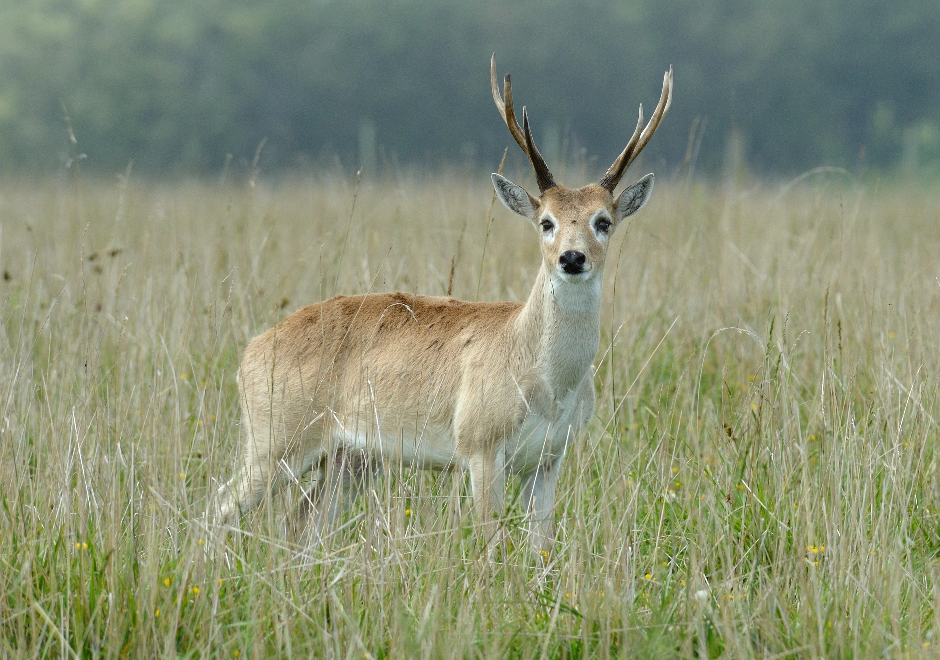 A Pampas deer with antlers standing in a field of tall, dry grass, looking toward the camera.
