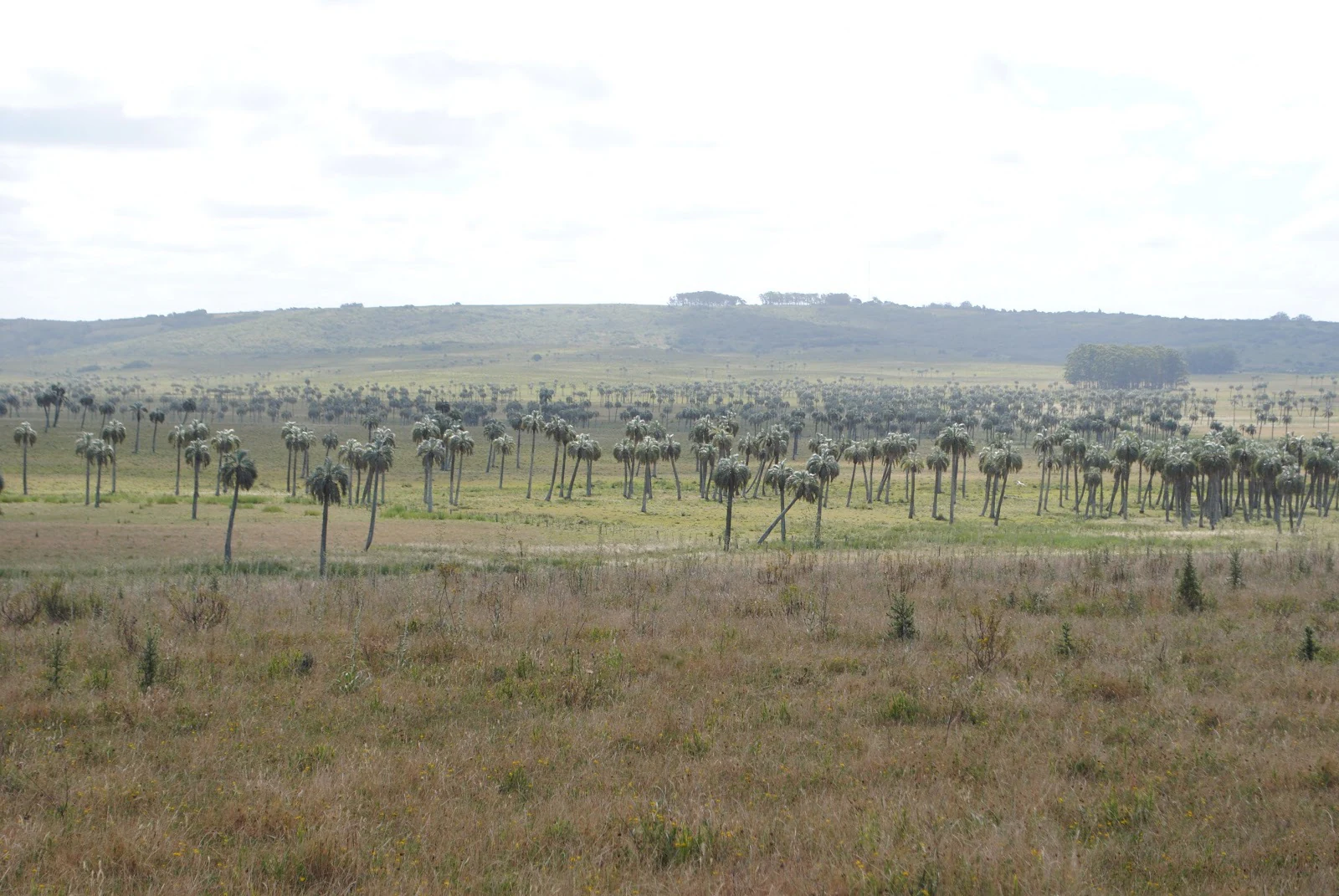 A wide landscape view of an expansive grassland filled with numerous tall, slender palm trees under a pale, overcast sky.