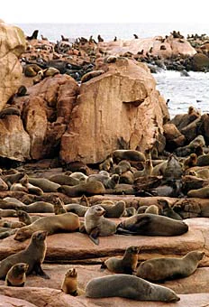 A dense colony of numerous brown fur seals lying and sitting on large, light-colored rocky terrain near the ocean.