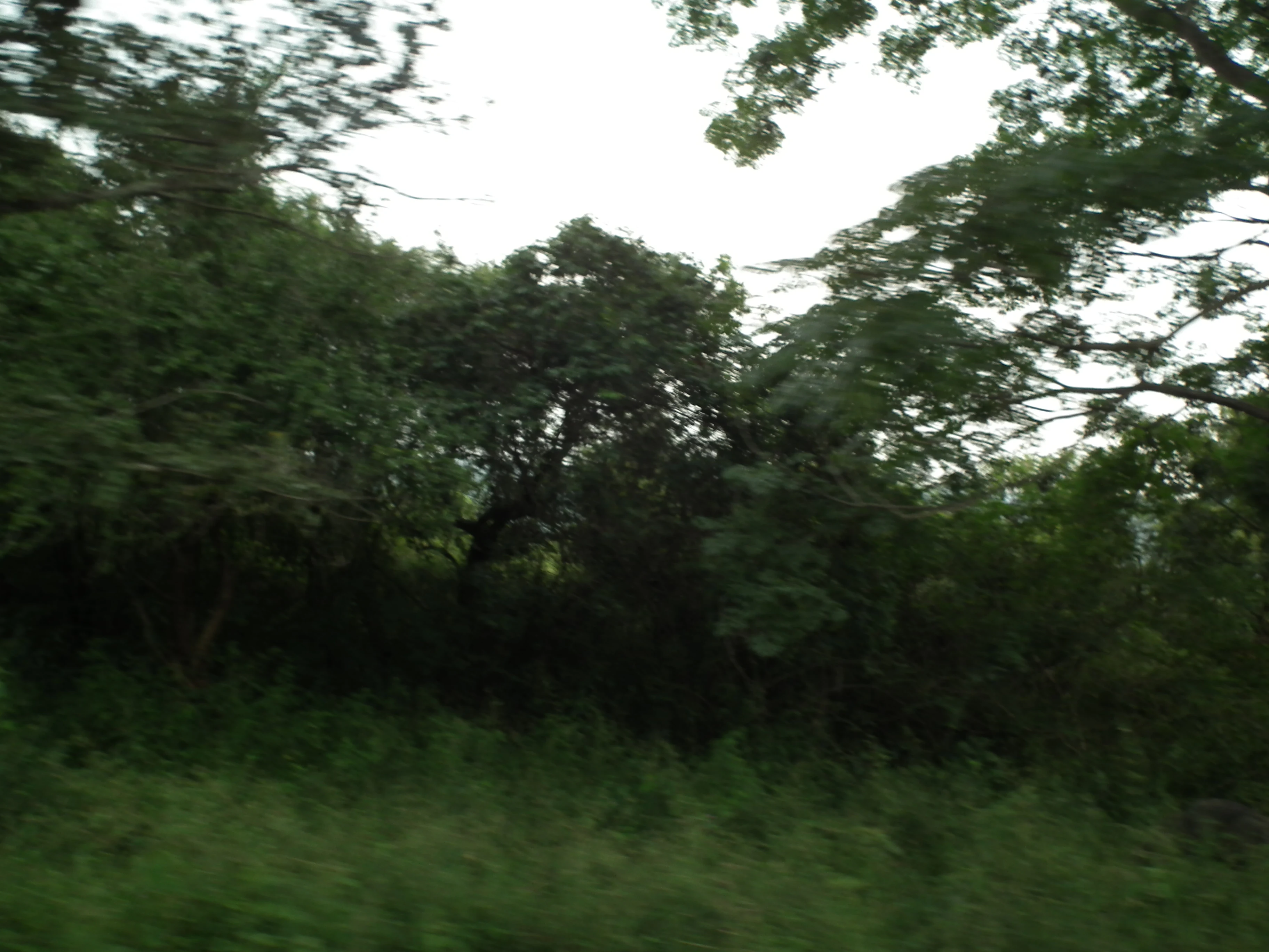Dense green trees and undergrowth in Bannerghatta National Park