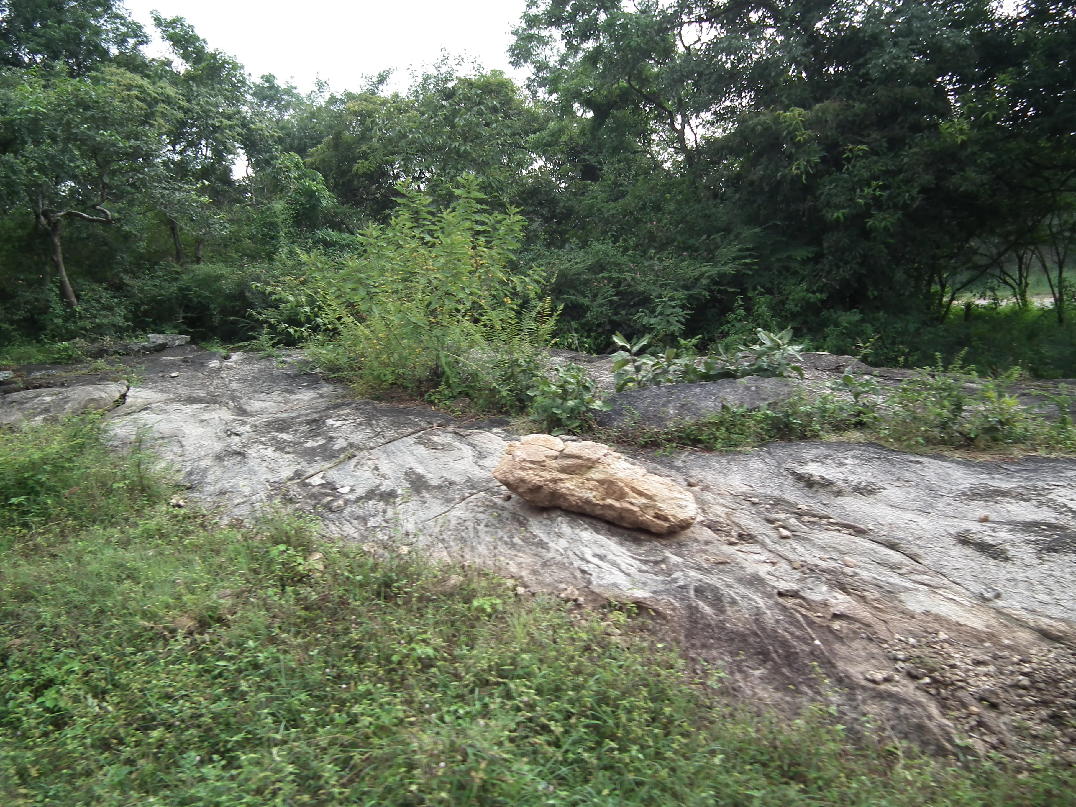 Rocky ground with patches of green vegetation and a large boulder in a forested area