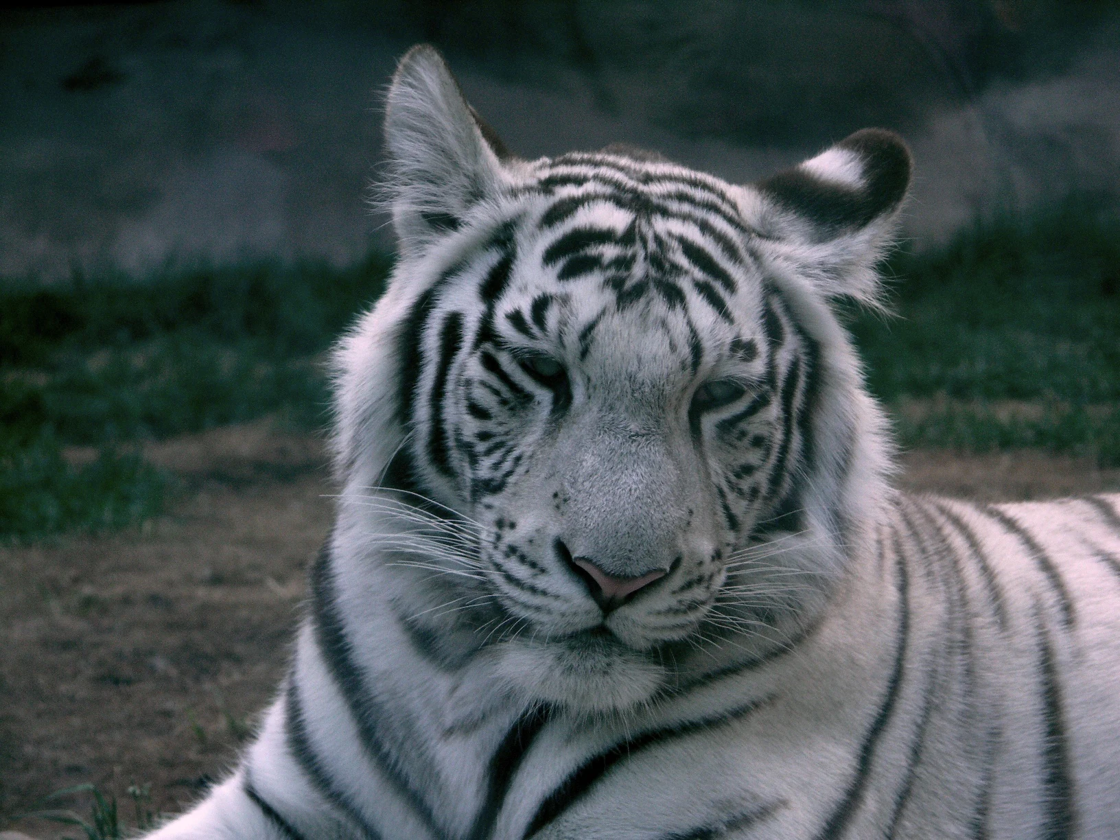 Close-up of a white tiger with black stripes lying on the ground
