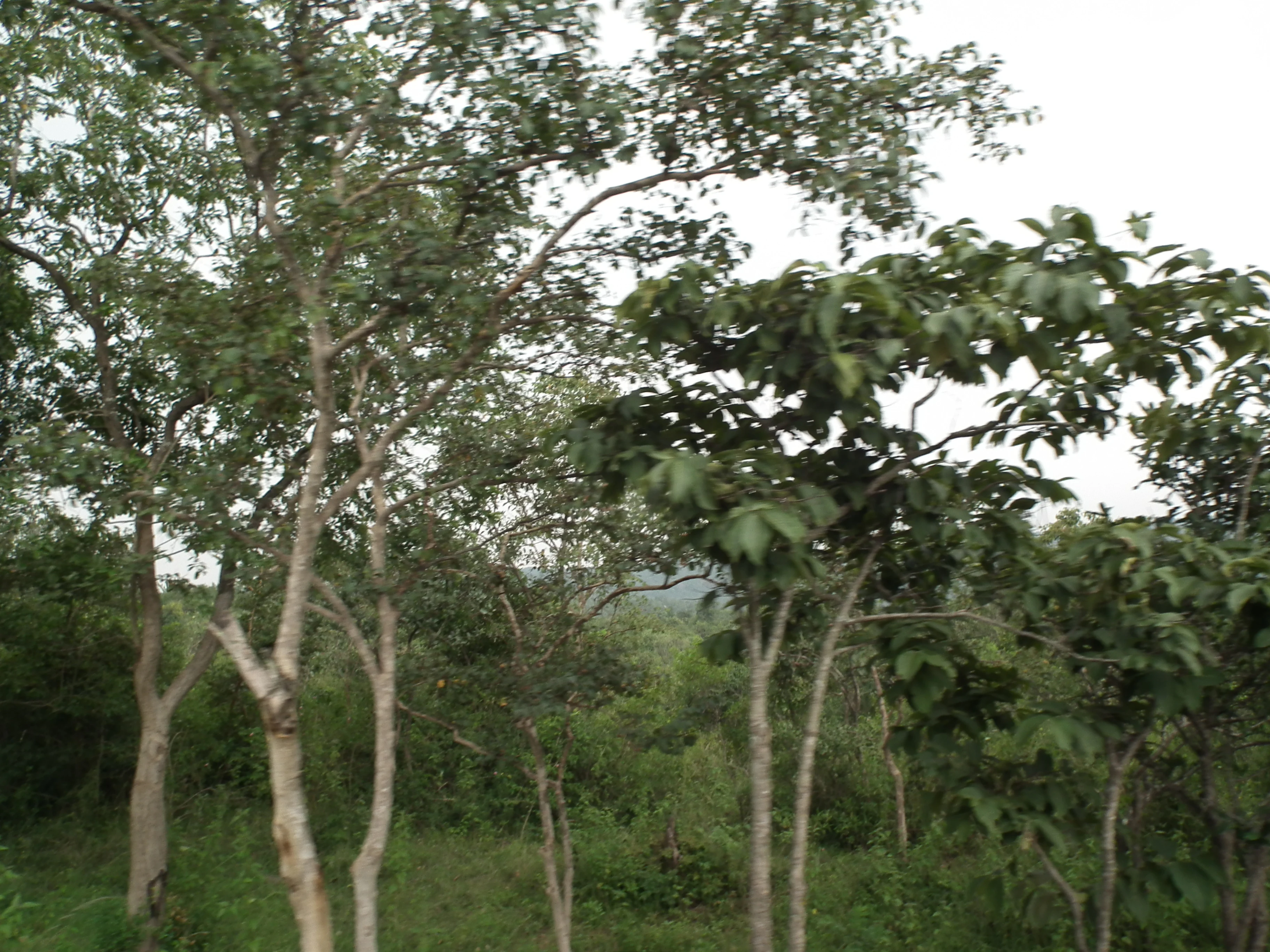 Tall trees with green foliage in a forested area