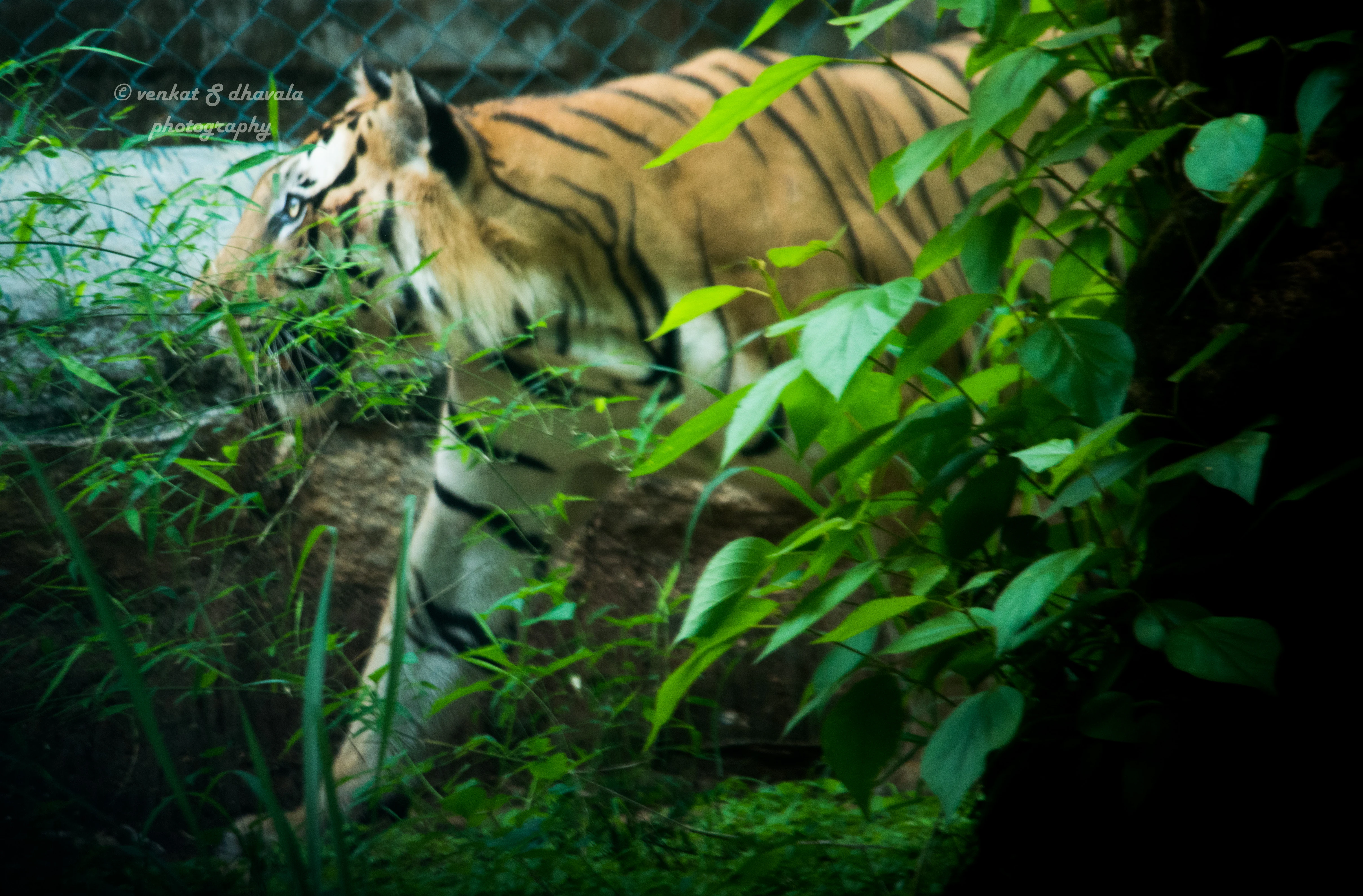 Tiger with orange and black stripes partially obscured by green leaves in a forested setting