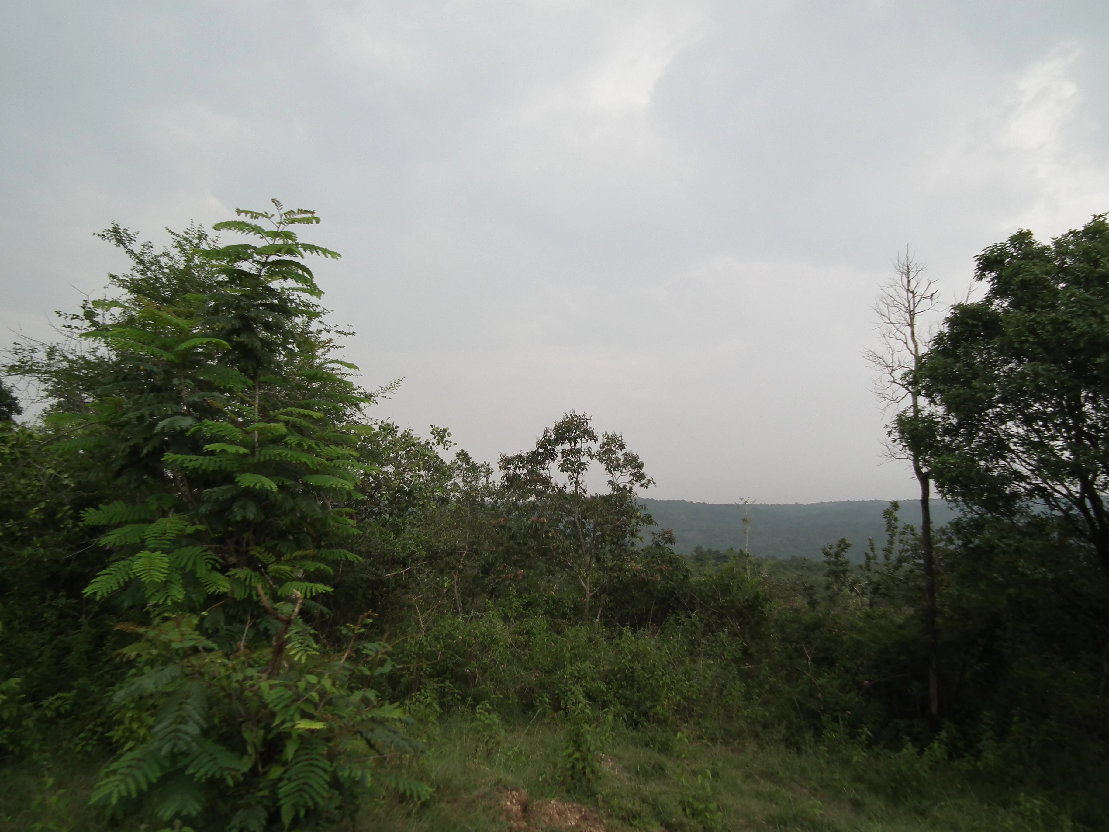 Dense green vegetation with trees and bushes under overcast sky, distant hills visible