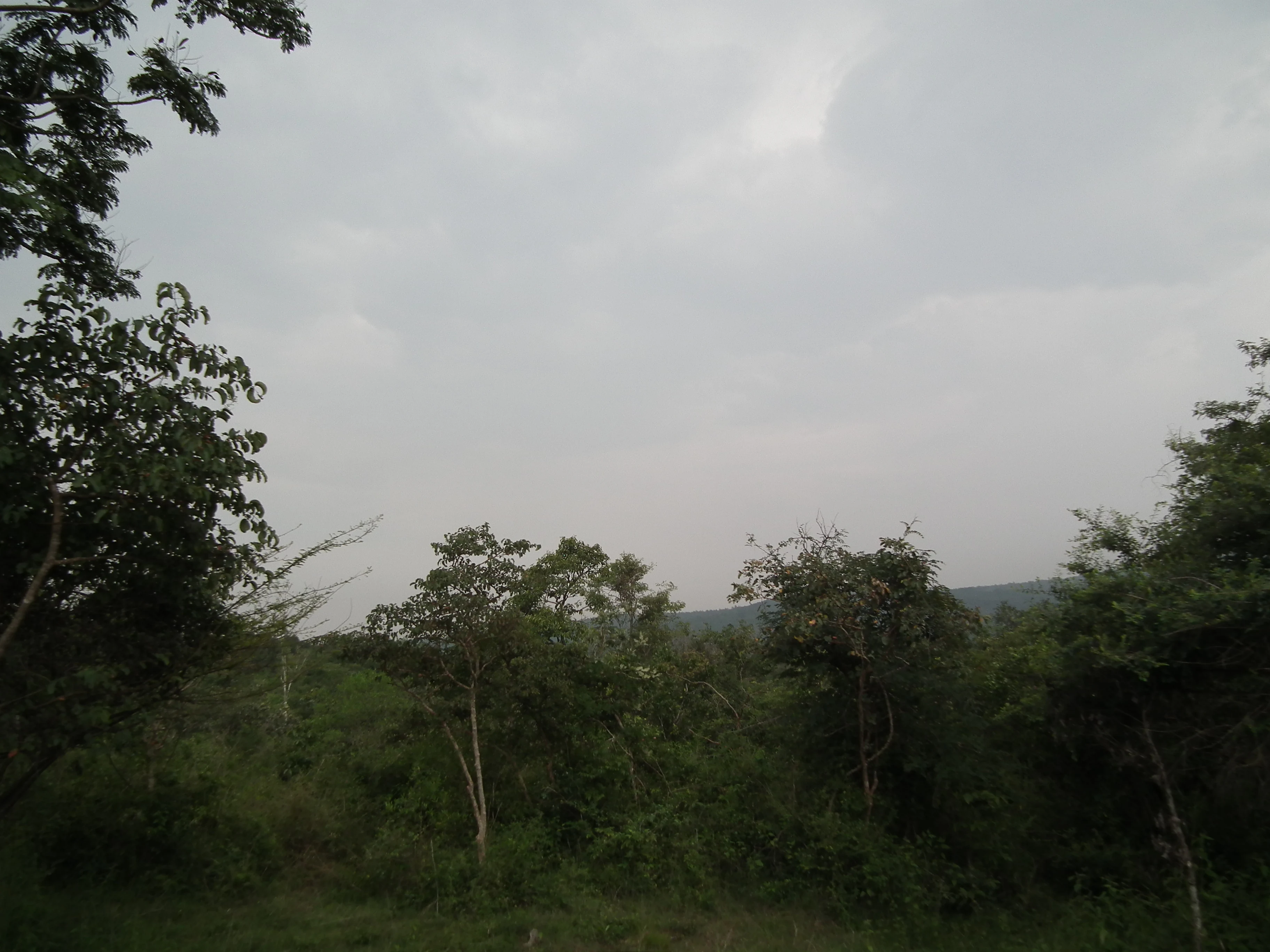 A wide view of dense green trees under an overcast sky in Bannerghatta National Park