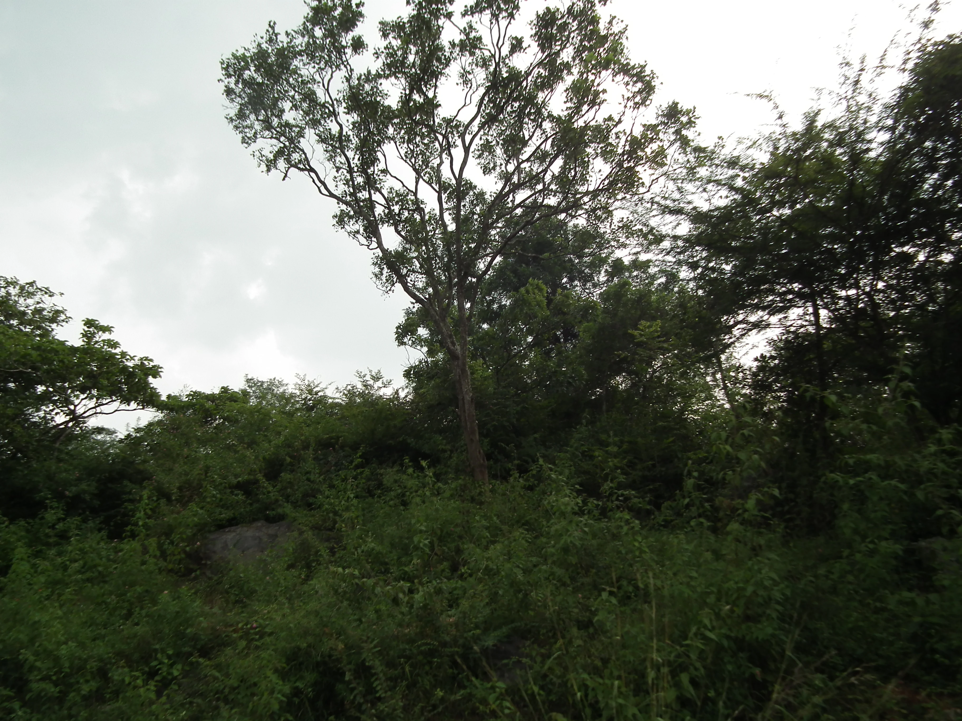 A forest scene with dense green vegetation including a tall central tree under an overcast sky.