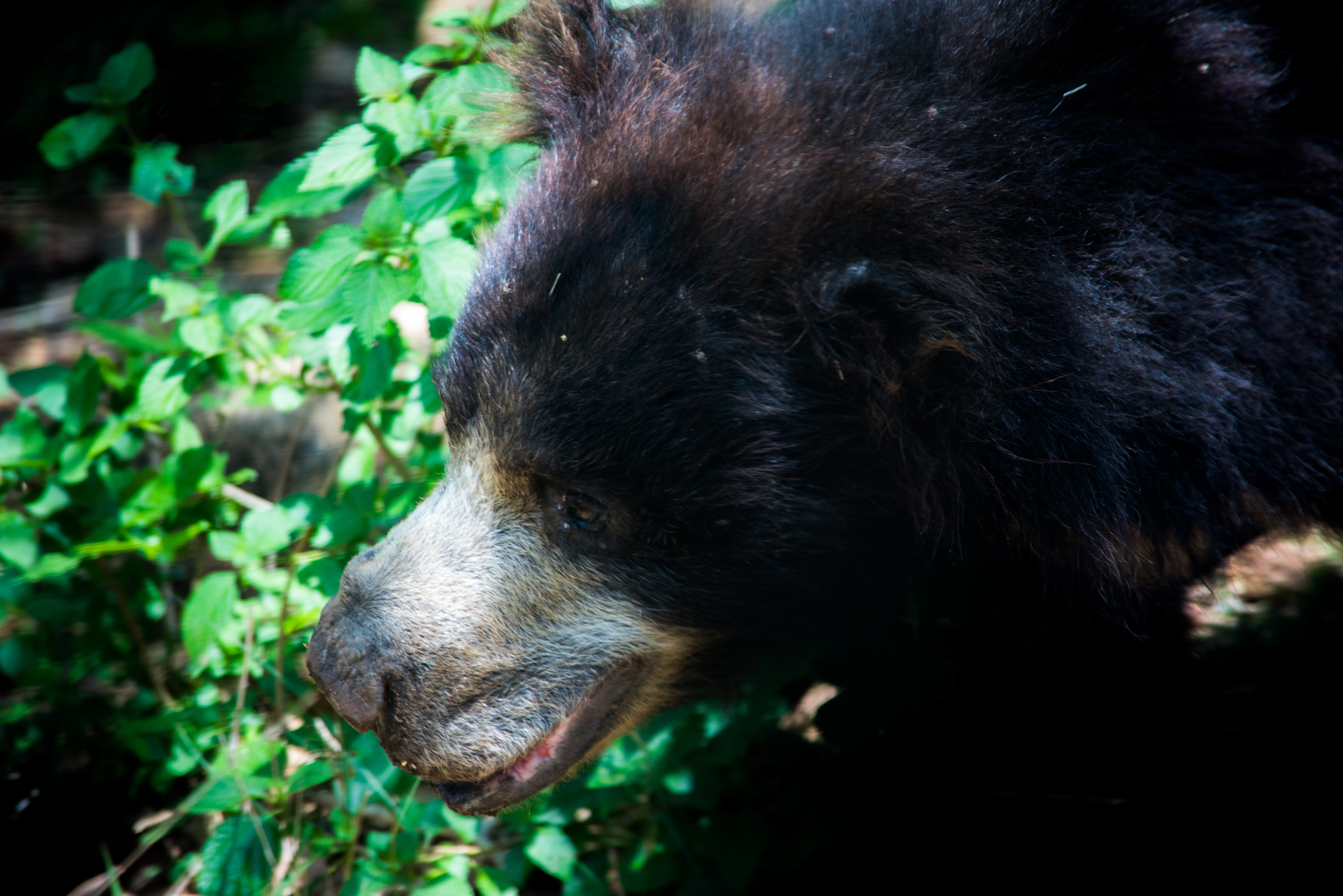 Close-up of a bear with dark fur and light snout surrounded by green leaves