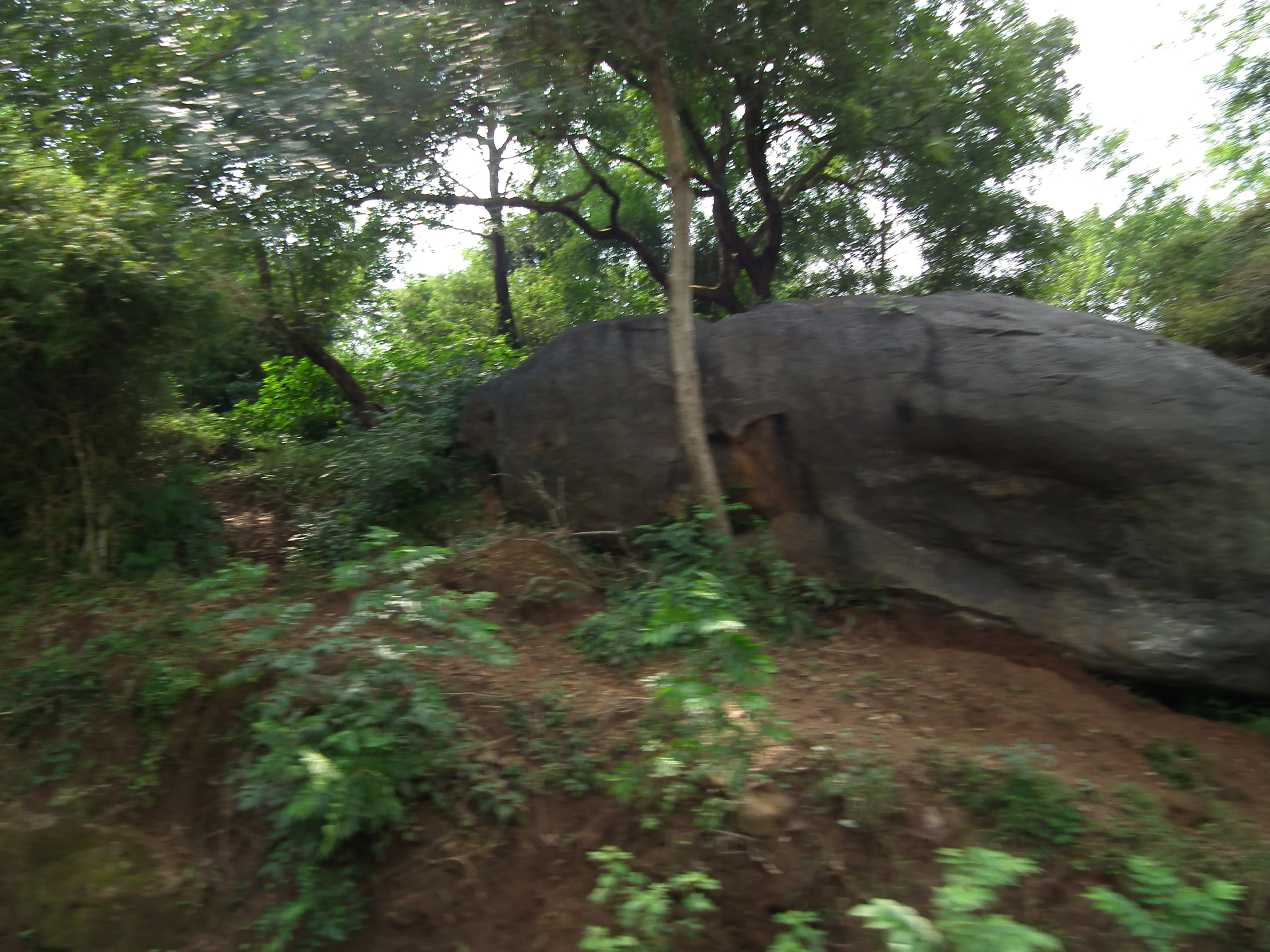 Large boulder amidst dense green foliage and trees in a forested area.