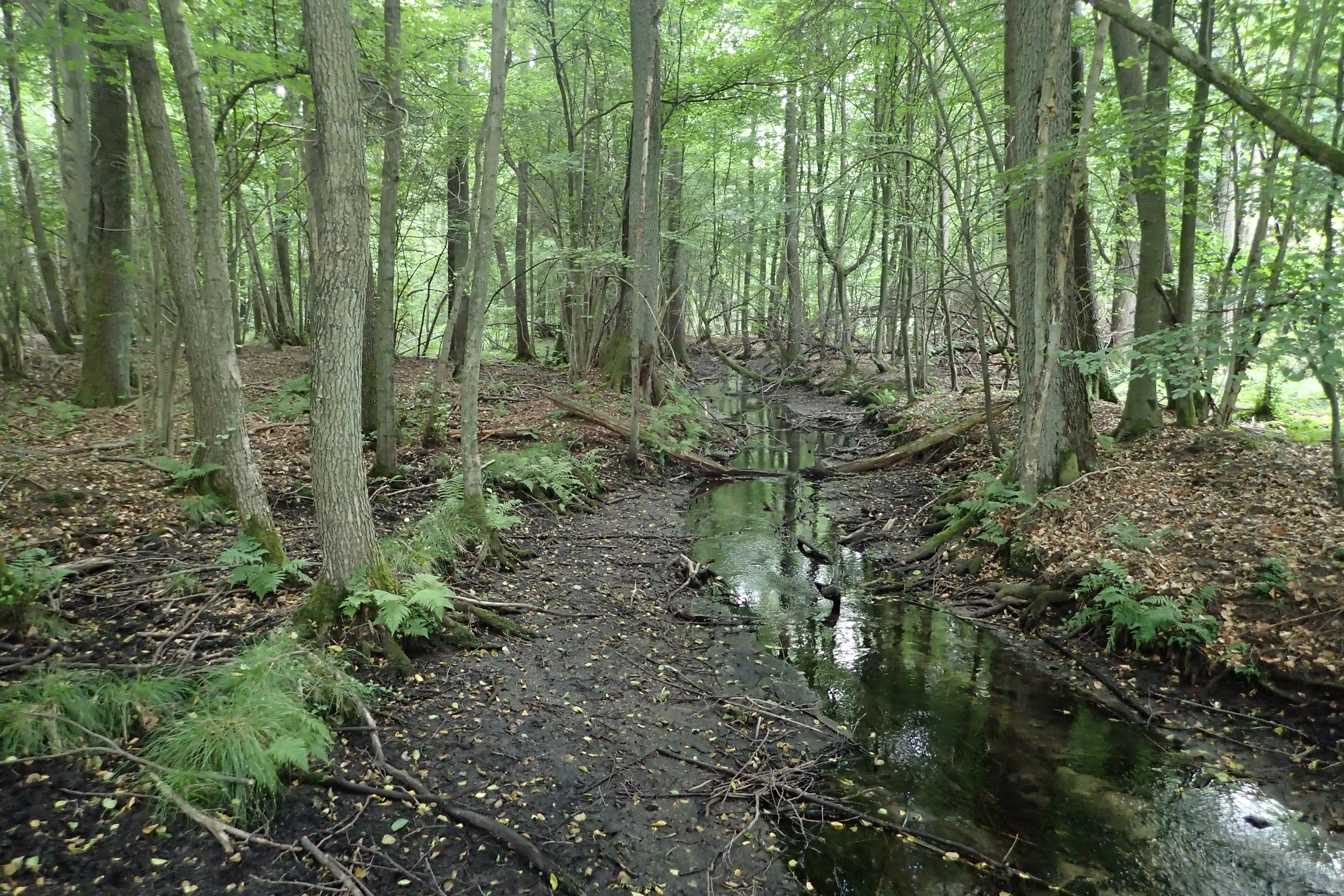 A small, narrow stream flows through a lush, deciduous forest with mossy ground and fallen branches in the Przyłężek Nature Reserve.