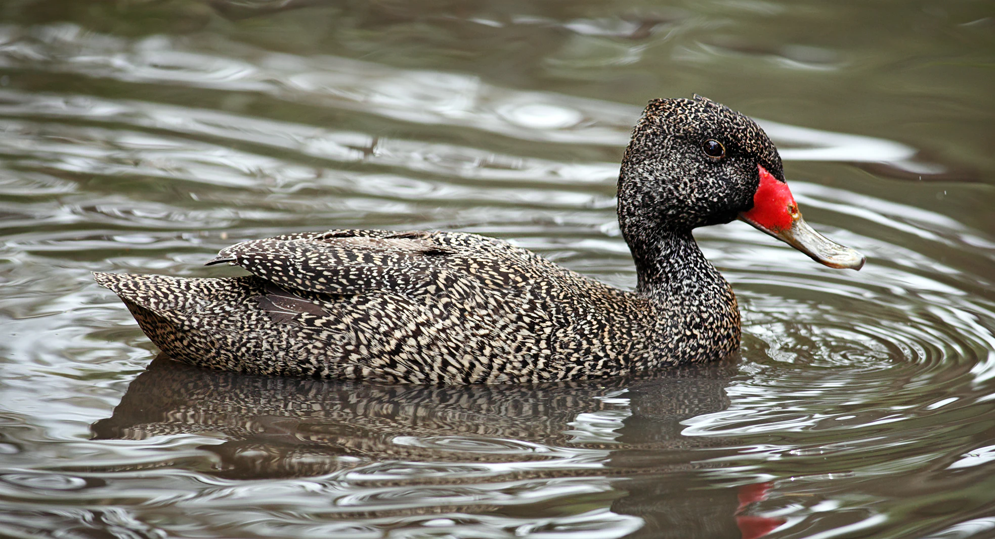 Male Freckled Duck with speckled feathers and bright red beak swimming in water