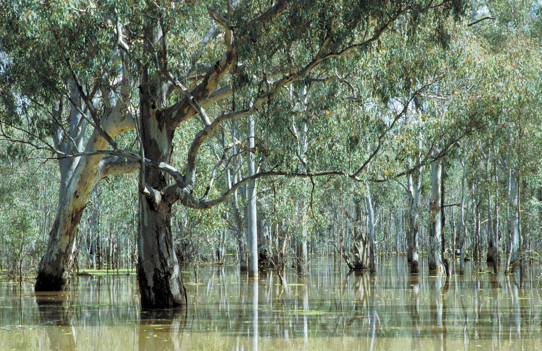 River red gum trees partially submerged in floodwater, with calm water reflecting the trees and surrounding forest