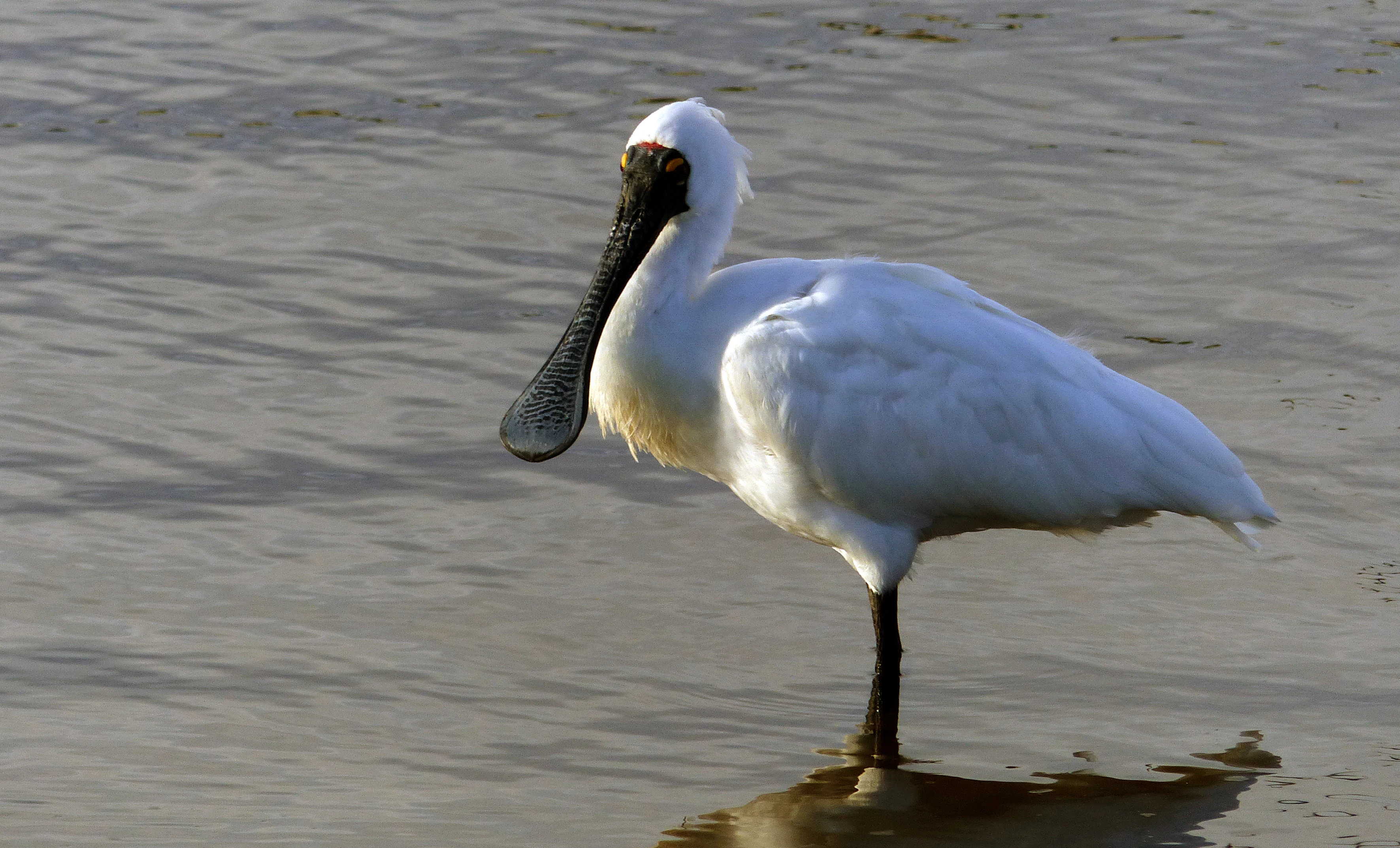 White bird with long black spoon-shaped beak standing in shallow water