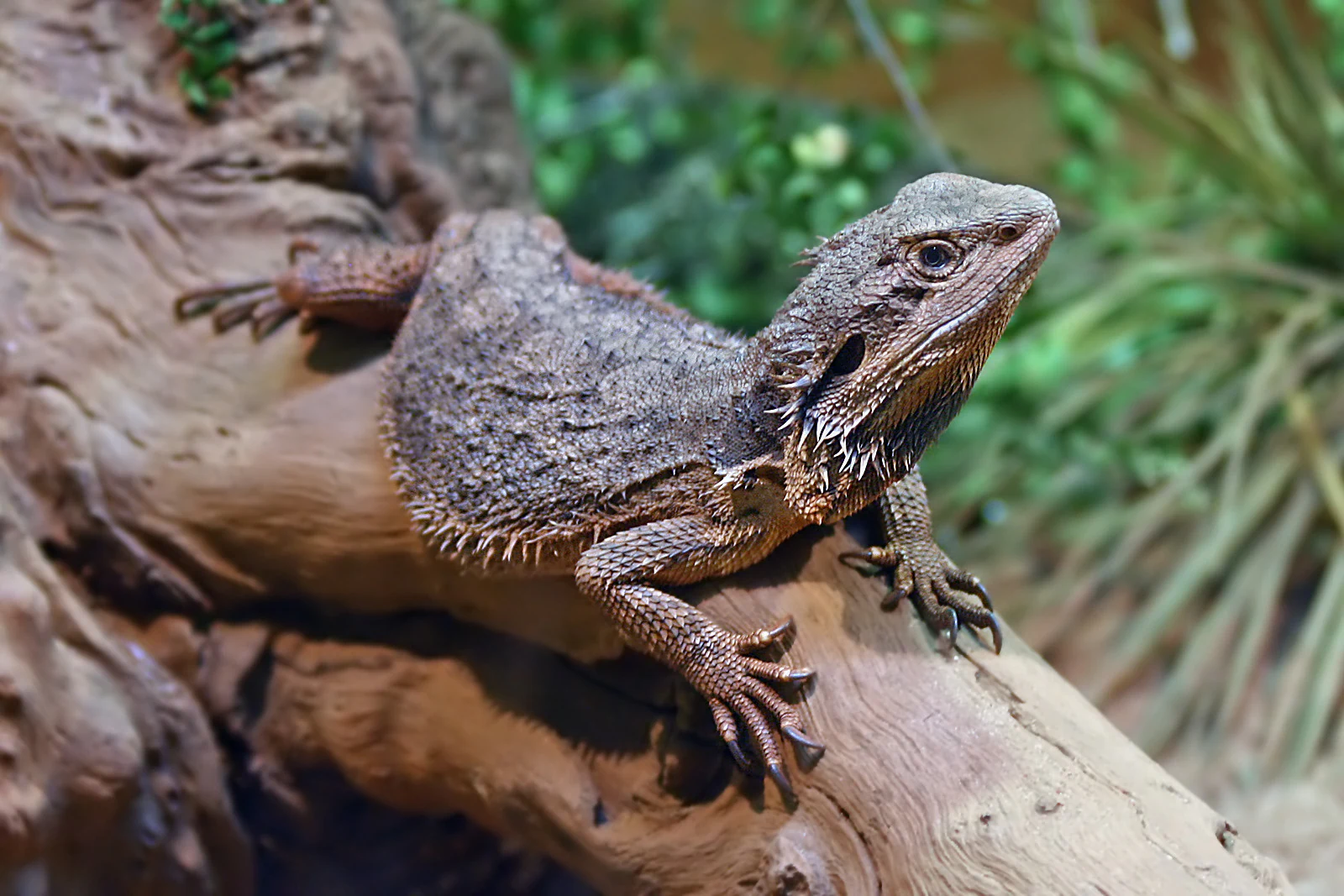 Eastern Bearded Dragon perched on a weathered tree branch with green vegetation in the background